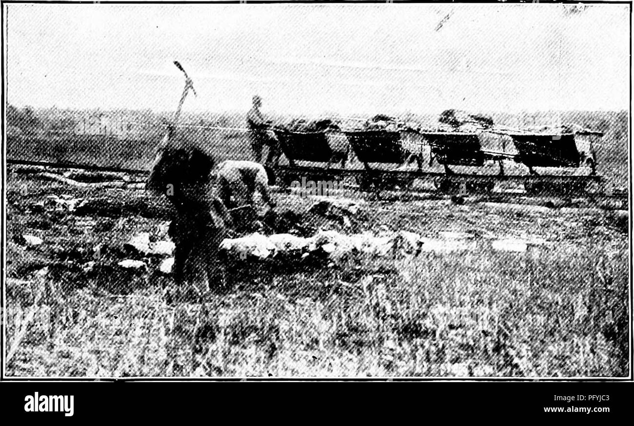 . Unsere Suche nach einer Wüste; ein Konto von zwei ornithologische Expeditionen in Venezuela und in British Guyana. Natural History; Vögel. Einer Frau, die ERFAHRUNGEN IN VENEZUELA. 93 Lichter von Guanoco uns menschlicher Habita zu erinnern. Ich träumte in der Nacht von in den Rücken gefallen, von einem heulenden Affe, während die Safe der Pitch Lake Unternehmen in durch ein Band der heulenden Aras gebrochen war! Am Morgen nach unserer Ankunft am Guanoco wir traurig Abschied von der "Josefa Jacinta." Als wir ihre Segel weg sahen wir uns mit der Planung und eine längere Reise auf ihr getröstet. Stockfoto