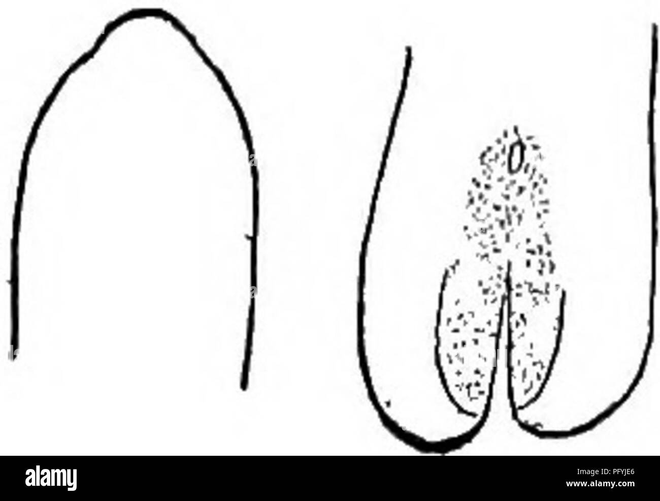 . Süßwasser-Biologie. Süßwasser-Biologie. Gordius densareolatus Montgomery 1898. Für die Weibchen dieser Spezies 29 in diesem Schlüssel. Männliche bis zu 290 mm lang, I.I mm. Breite. Bodyrobust. Konische Stacheln auf ventrale Oberfläche der kaudalen Nocken. Farbe tief Schokolade, mit schwarzem Ring über Membrana Aperture. Wyoming, Montana, Kalifornien. Abb. 840. Gordius densareolatus $. Ventrale Ansicht von posterioren Ende (nach Montgomery.) vergrößert. 20 (19) kaudale Lappen fast zylindrisch. Gordius longareolatus Montgomery 1898. Weibchen dieser Spezies unbekannt. Stecker 115 mm lang, 0,5 mm breit. Longitudi-intern Elo angeordnet Stockfoto