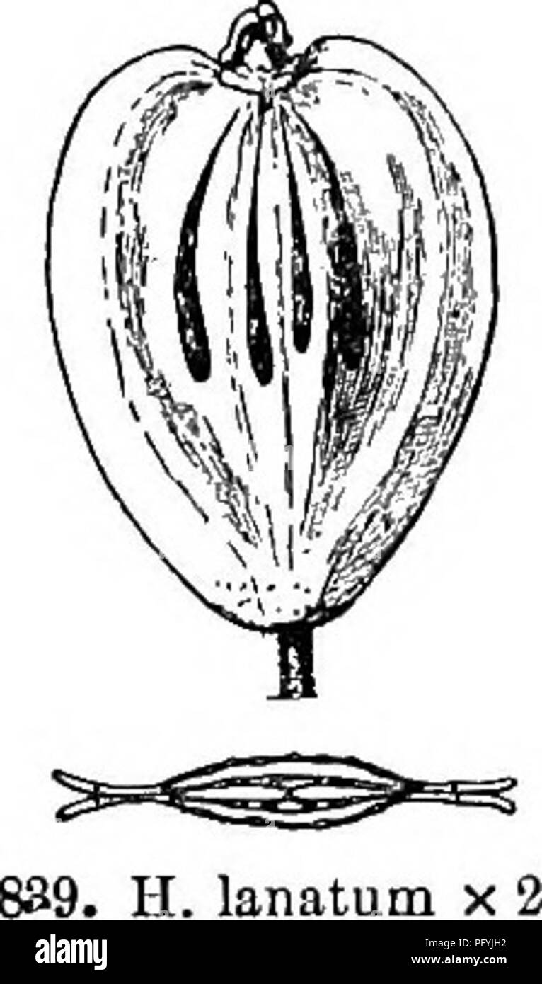 . Gray's neues Handbuch der Botanik. Ein Handbuch der Blütenpflanzen und Farne der Zentral- und Nordosten der USA und das benachbarte Kanada. Botanik. UMBELLIFEKAE (PETERSILIE FAMILIE) 621 mehrjährige Kraut, mit verzweigten Stielen, grosse Blätter mit bipinnate Rhombische-eiförmig und zusammengesetzte auffallend involucrate Dolden. (Name sagte eine Korruption der Ligusticiim werden.) 1. L. okficinIlk (L.) Koch. Im Wesentlichen kahl; Blättchen grob gezahnte in Richtung der Apex, keilförmige Base gesamte. (L. Levisticum Karst.) - Multi-kulti-viert für die aromatischen Qualitäten vor allem seiner Samen, und jetzt gelegentlich als gefunden Stockfoto
