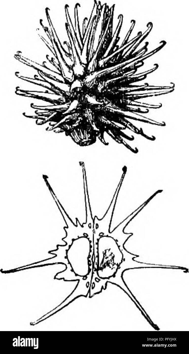 Diese Illustration ist Teil von „Gray's New Manual of Botanique“, das die Umbelliferae (Petersilie-Familie) zeigt. Die dargestellte Art, wahrscheinlich eine Vielzahl von Hydrokotylen, kommt in reichen Bodenregionen wie dem Kennebec Valley in Maine vor. Das Handbuch ist eine wichtige Ressource bei der Erforschung der nordamerikanischen Flora und konzentriert sich auf die Identifizierung blühender Pflanzen und Farne. Stockfoto