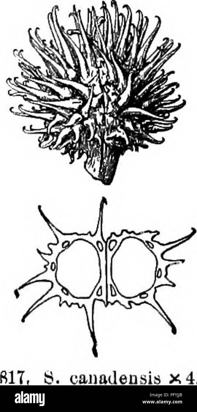 Dieses Handbuch enthält eine ausführliche Anleitung zu den blühenden Pflanzen und Farnen in den zentralen und nordöstlichen USA und dem angrenzenden Kanada, wobei der Schwerpunkt auf der Petersilienfamilie (Umbelliferae) liegt. Es enthält Beschreibungen von Pflanzeneigenschaften wie Blattform, Blütenstruktur und regionale Verteilung. Zu den genannten Schlüsselspezies gehören *E. aquaticum* mit seinen charakteristischen Blättern und Bractlets. Stockfoto