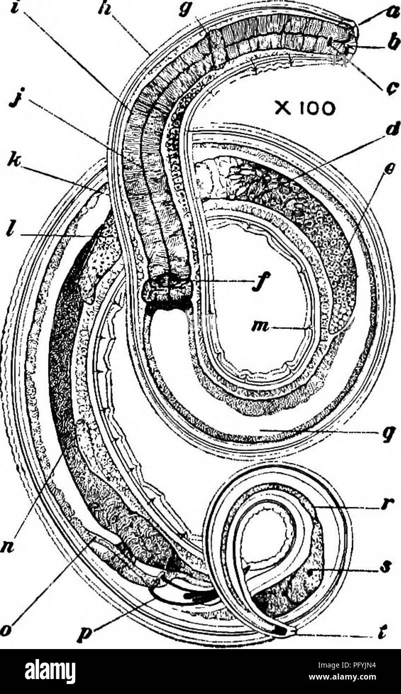 . Süßwasser-Biologie. Süßwasser-Biologie. Â ¢ 5 ffÂ" 3.1 '55 (52) Lebendgebärend. Zwei Embryonen und de-Entwicklung ei haben in jedem Uterus gleichzeitig gesehen worden. Eier, etwa so lang wie Körper ist breit, und weniger als halb so breit wie lang. Lebensraum: Potomac River, Wash-ington, DC Abb. 801. Aphanolaimus spiriferus. Ich, Seitenansicht, vorderen Ende der weiblichen; II, Seitenansicht, posterior Ende der weiblichen; III, seitlichen Blick auf Kopf, mehr stark vergrößert; IV, männlich zusätzliche Orgel; V, laterale Ansicht von Posterioren ex-tremity der männlichen. ein, den Mund zu öffnen; b, amphid; c, Lumen der Speiseröhre; d, pigmentierte eye-Spots Stockfoto