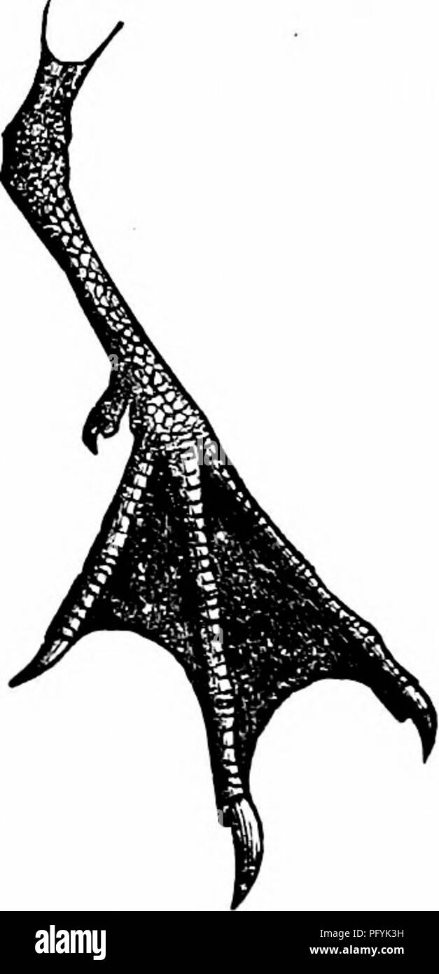 . Schlüssel für nordamerikanische Vögel. Enthält eine kurze Beschreibung aller Arten von Wohn- und fossiler Vogel derzeit vom Kontinent nördlich der mexikanischen Grenze und der Vereinigten Staaten, einschließlich Grönland bekannt und unteren Kalifornien, mit denen eingegliedert sind allgemeine Ornithologie: einen Überblick über die Struktur und die Systematik der Vögel; und Feld Ornithologie, ein Handbuch für die Sammlung, Erstellung und Erhaltung der Vögel. Vögel; Vögel; 1887. Abb. 618. - Fuß rußig Fio. 519.- Fuß des gezügelten Tem, Nat. Größe. Prom (Saunders). Tern, Uat. Größe. (Von Saunders.). Bitte beachten Sie, dass diese Bilder extrahieren Stockfoto