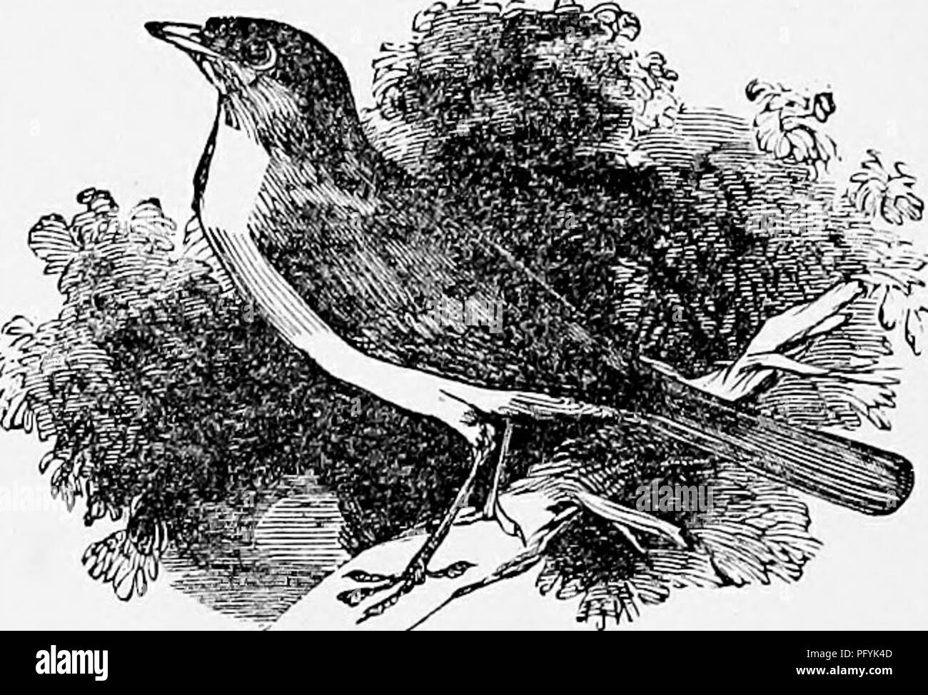 Die Beschreibung des Nachtigall-Vogels umfasst seine bräunliche Farbe, olivgrüne Markierungen, gelblich-graue Unterseite und schwarzen Schnabel. Es merkt auch die Unterschiede zwischen männlichen und weiblichen Personen an, wobei der männliche ein leuchtenderes gelb-oranges Wappen hat. Stockfoto