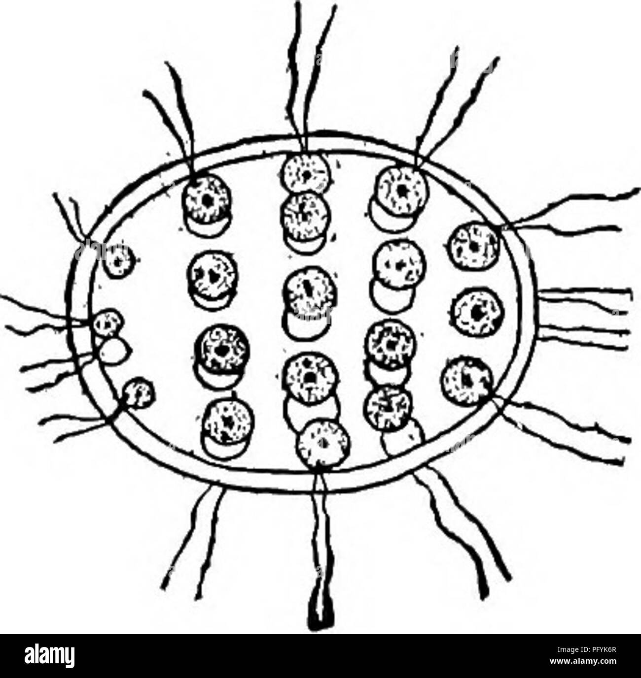 . Süßwasser-Biologie. Süßwasser-Biologie. 197 (196) Zellen 32, selten 16 oder 64. Vegetativen Zellen, vier an der Zahl. . Pleodorina illinoisensis Kofoid 1898. Kolonie ellipsoide mit Zellen in fünf Kreisen angeordnet; der Polar Kreise mit je vier Zellen, die anderen drei Kreise mit jeweils acht Zellen. Die gallertartige Hülle umschließt die Kolonie ist aus zwei Schichten. Gonidial Zellen viel größer als vegetativen Zellen, letztere immer vorwärts während der Bewegung. Jede Zelle mit beiden Flagellen, ein Auge, einen Kern, und ein einziges chromatophore. Durchschnittliche Länge11746. Plankton von Rive Stockfoto