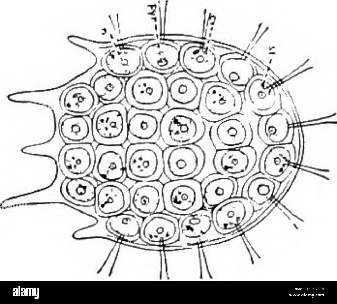 . Süßwasser-Biologie. Süßwasser-Biologie. 268 Süßwasser-BIOLOGIE 193 (192) Kolonie abgeflacht, hufeisenförmige, mit Stöcken durch Anordnung von Zellen differenziert. Tails am hinteren Ende. Platydorina Kofoid. Vertreter der Spezies. . Caudata platydorina Kofoid 1899. Kolonie leicht in eine Spirale verdreht. Zellen mit 16 oder 30 - zwei in einem transparenten, gallertartige Matrix eingebettet und durch eine eindeutige Ummantelung umgeben. Jede Zelle hat zwei Flagellen, ein Auge, einen Kern, und ein einziges chromatophore. Schwänze, in sechzehn Zellkolonien, sind drei an der Zahl; in 32 Zellkolonien fünf Schwänze sind Pres Stockfoto