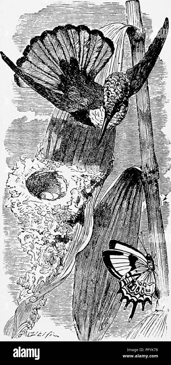 Der Rubin- und Topas-Kolibri, auch bekannt als Aurora, zeichnet sich durch seinen lebhaften rubinfarbenen Kopf und den Topas-Hals aus. Diese Art findet sich in Regionen wie Bahia, den Guayanas und Trinidad und wird oft zu Zierzwecken gesammelt. Die hohe Nachfrage führt dazu, dass jährlich Tausende Menschen getötet werden. Es ist eine der häufigsten Arten, die in Kolibri-Sammlungen ausgestellt werden. Stockfoto