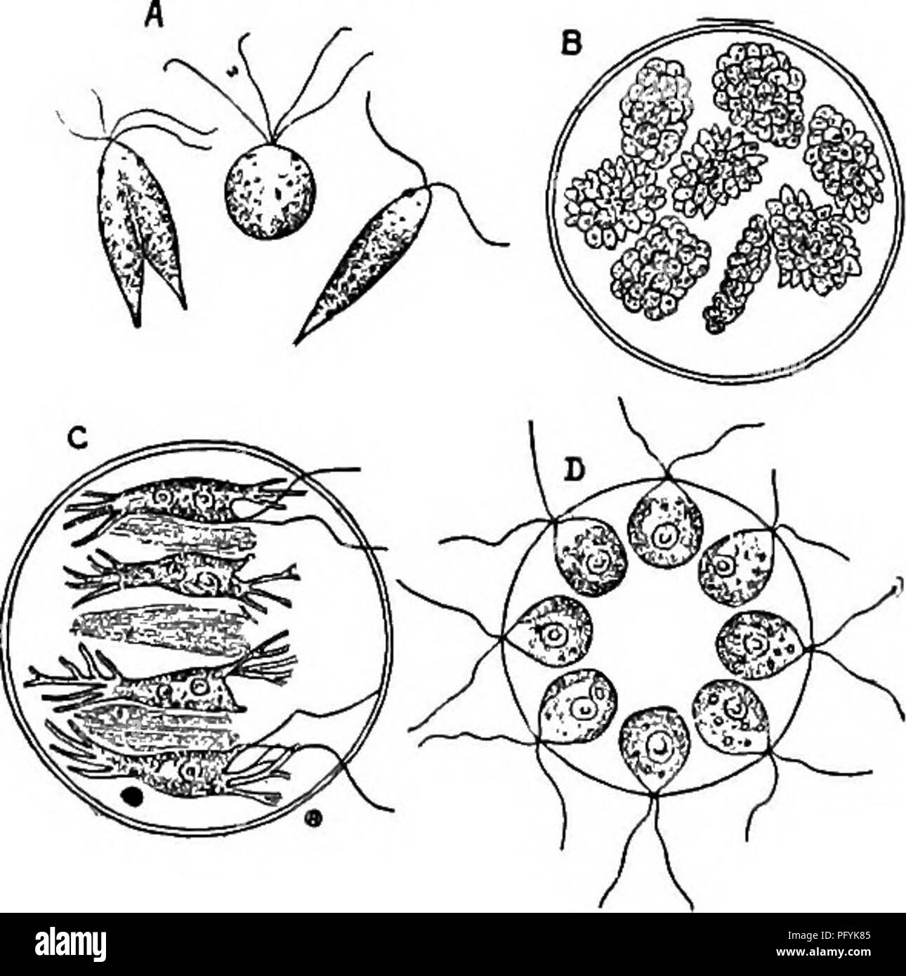 . Süßwasser-Biologie. Süßwasser-Biologie. 266 176 (i7S) 177 (170) 178 (179) 179 (178) j8o (169) 181 (186) 182 (i8s) 183 (184) 184 (183) Süßwasser-biologie Bügelfalte, Spindelförmig; chromatophoren zwei, der Ribbon-förmige; Auge-Spot verdecken. , Chlorangium Stein. Vertreter der Spezies. Chlorangium stentorinum Ehrenberg 1838. Flagellen Terminal, subequal. Während die sitzende Stufe durch einen kurzen, dicken Fruchtstiels, einzeln oder in Gruppen bis zu zehn oder zwölf zooids befestigt. Länge 24 ju. Teich Wasser, oft an verschiedenen Entomostraca. Abb. 443. Chlorangium stentorinum. X 37s. (Nach Stein.) Cuticle separates Stockfoto