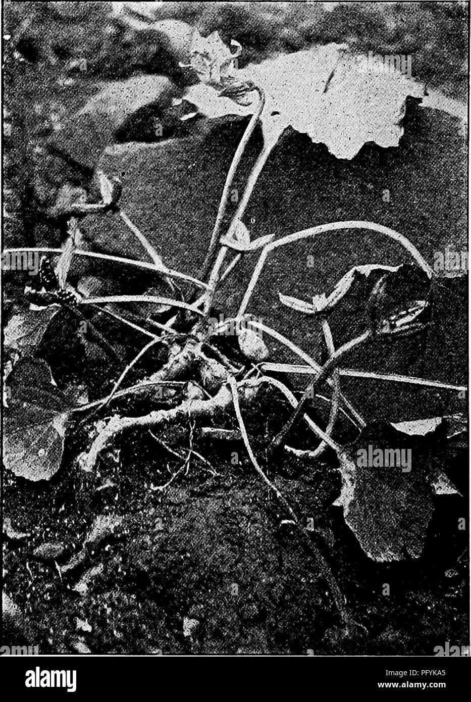 . Handbuch der Natur - Studie für Lehrer und Eltern, auf dem Cornell Natur - Studie Merkblätter. Die Natur studieren. 5 i6 Handbuch der Nature-Study jedoch die Veilchen gehen auf leben ihr eigenes Leben, auf ihre eigene Weise, ganz Uneingedenk der Dichter. Es gibt viele verschiedene Arten, und sie häufig ganz unterschiedliche Positionen. Manche leben in den Wäldern, die anderen in Wiesen und andere in feuchten und sumpfigen Boden. Sie sind unterteilt in zwei unterschiedliche Gruppen^ diejenigen, in denen die Blattfeder ergibt sich unmittelbar aus der Wurzel kommen, und diejenigen, in denen die Blätter aus einem gemeinsamen Stamm kommen, die letztere als die Grünen - aufgehaltene Veilchen. Viel Stockfoto