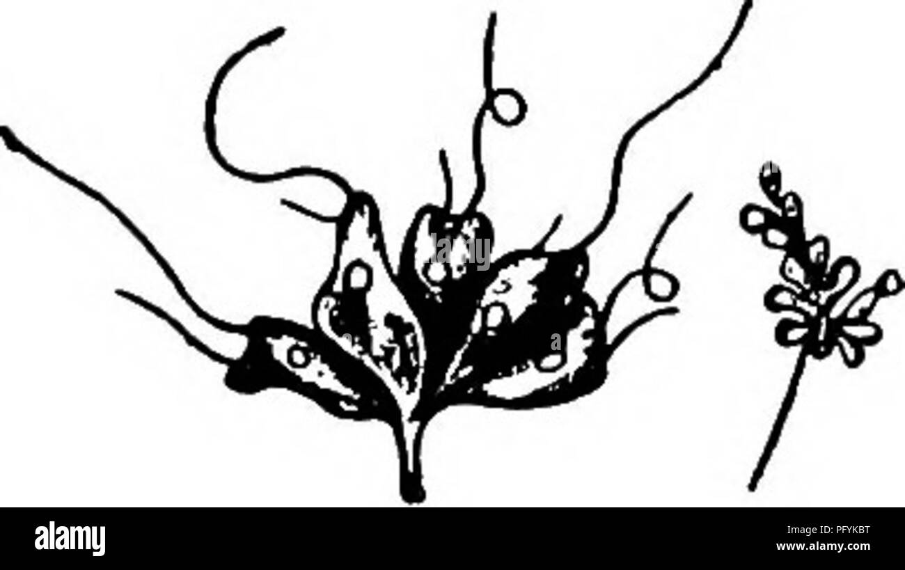 . Süßwasser-Biologie. Süßwasser-Biologie. Zooids birnenförmig, verdichtet, obUquely truncate vorher. Fruchtstiels sehr schlank, Fadenförmigen. Eine Kolonie kann so viele wie zwanzig oder mehr zooids. Länge der Zooids 8 m. Teich Wasser. F1 G.376. Ramosonema laxum, cw, kontraktile Vakuole: ", Nucleus. ColonyX 350; Single zooid X1000. (Nach Kent.) 33 (30) Viele zooids auf jeden Zweig 34 34 (35) kurzer Halm, Verzweigung dichotomously einmal oder zweimal. Cephalothamnium Stein. Vertreter der Spezies. ,. Cephalothamnium caespitosum Kent 1880. Zooids unregelmäßig Birnenförmig, in Gruppen von zwei oder drei oder sechs Stockfoto