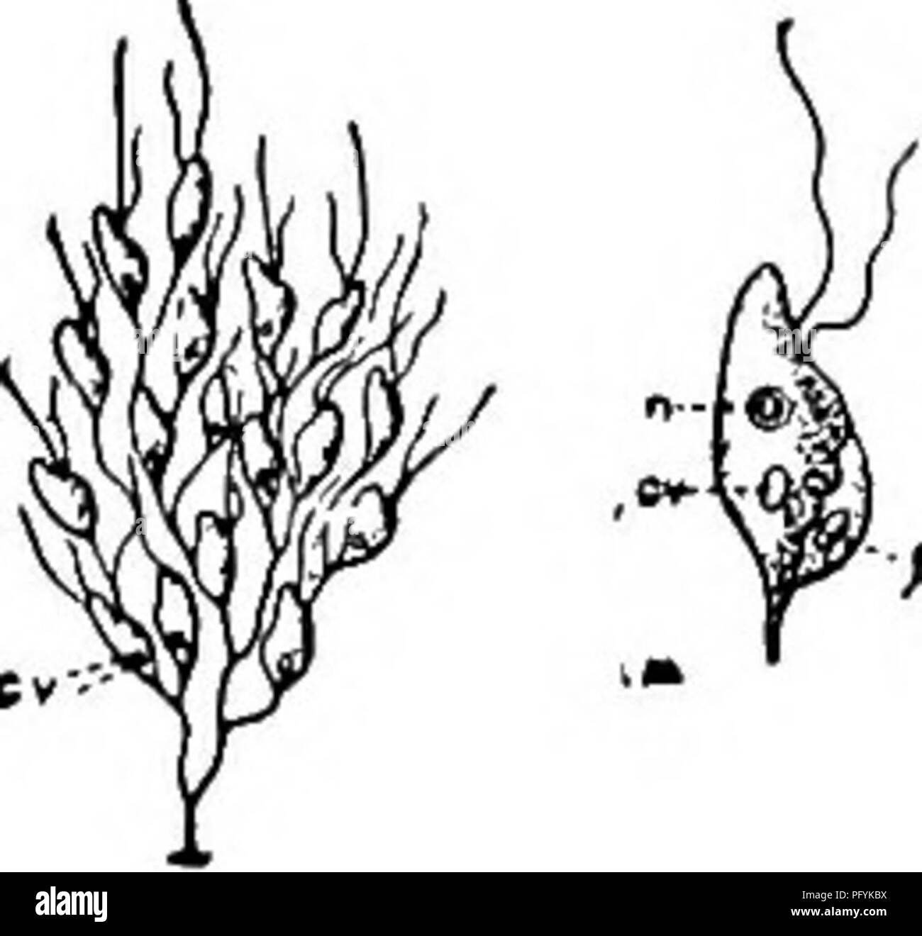 . Süßwasser-Biologie. Süßwasser-Biologie. Körper von Zooid birnenförmig, komprimiert, mit einem vorderen, Lippe - hke Projektion aus der Basis, die sich die beiden ungleichen Flagellen. Kern single; kontraktile Vakuole ein oder zwei. Kolonie Verzweigung dichotomously. Eine Kolonie kann über Hundert zooids gehören. Länge der Zooid 8 lOju. Teich Wasser. , Abb. 37 S. Dendromonas virgaria. Kolonie X i 6 o; Single zooid X 935 (nach Blochmann.) 32 (31) Fruchtstiels flexibel. . Vertreter der Spezies. . Ramosonema Kent. Ramosonema laxum Kent 1871.. Zooids birnenförmig, verdichtet, obUquely truncate vorher. Fruchtstiels sehr slende Stockfoto