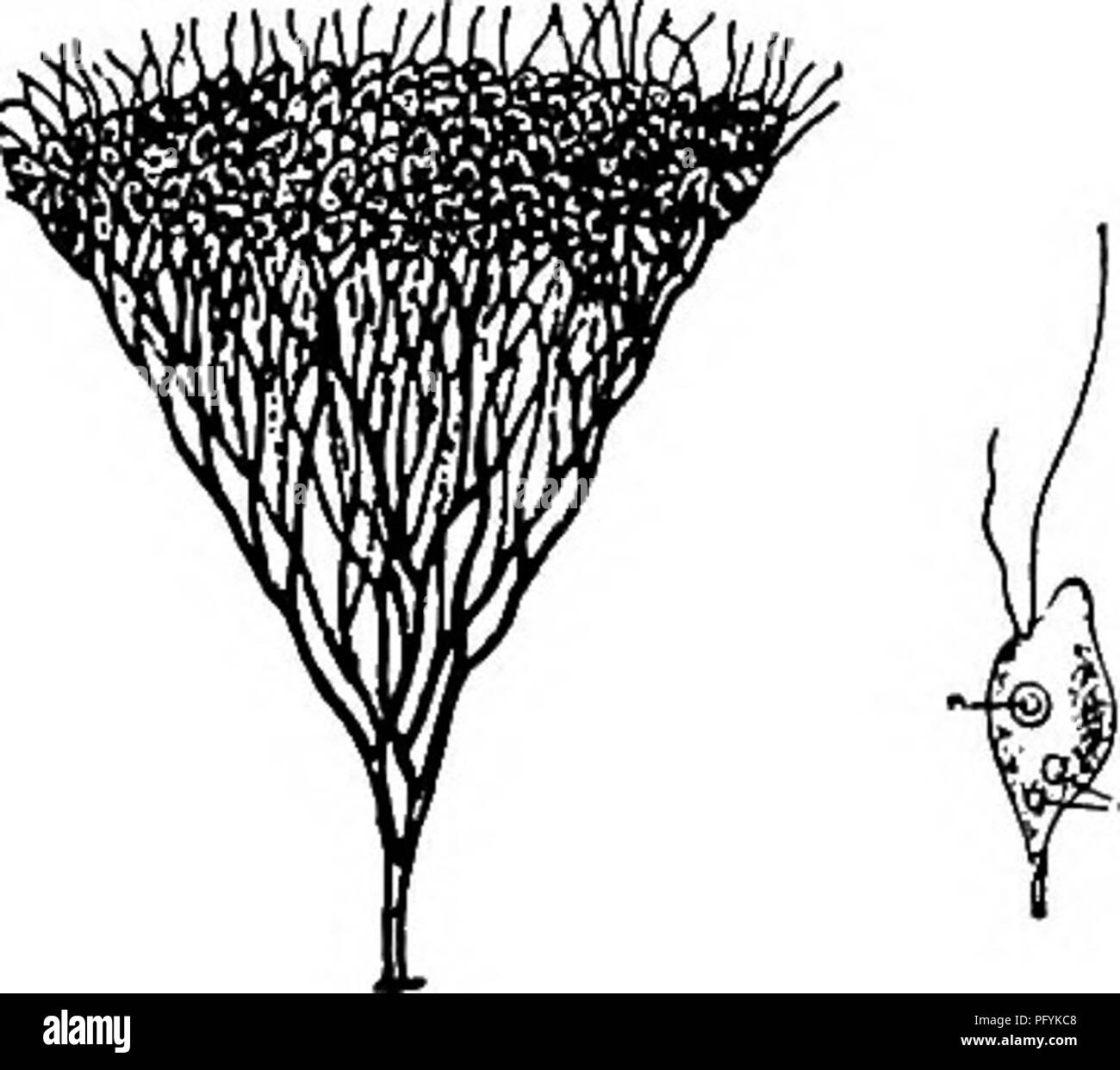 . SüßwasserBiologie. SüßwasserBiologie. Ride Protozoen (MASTIGOPHORA