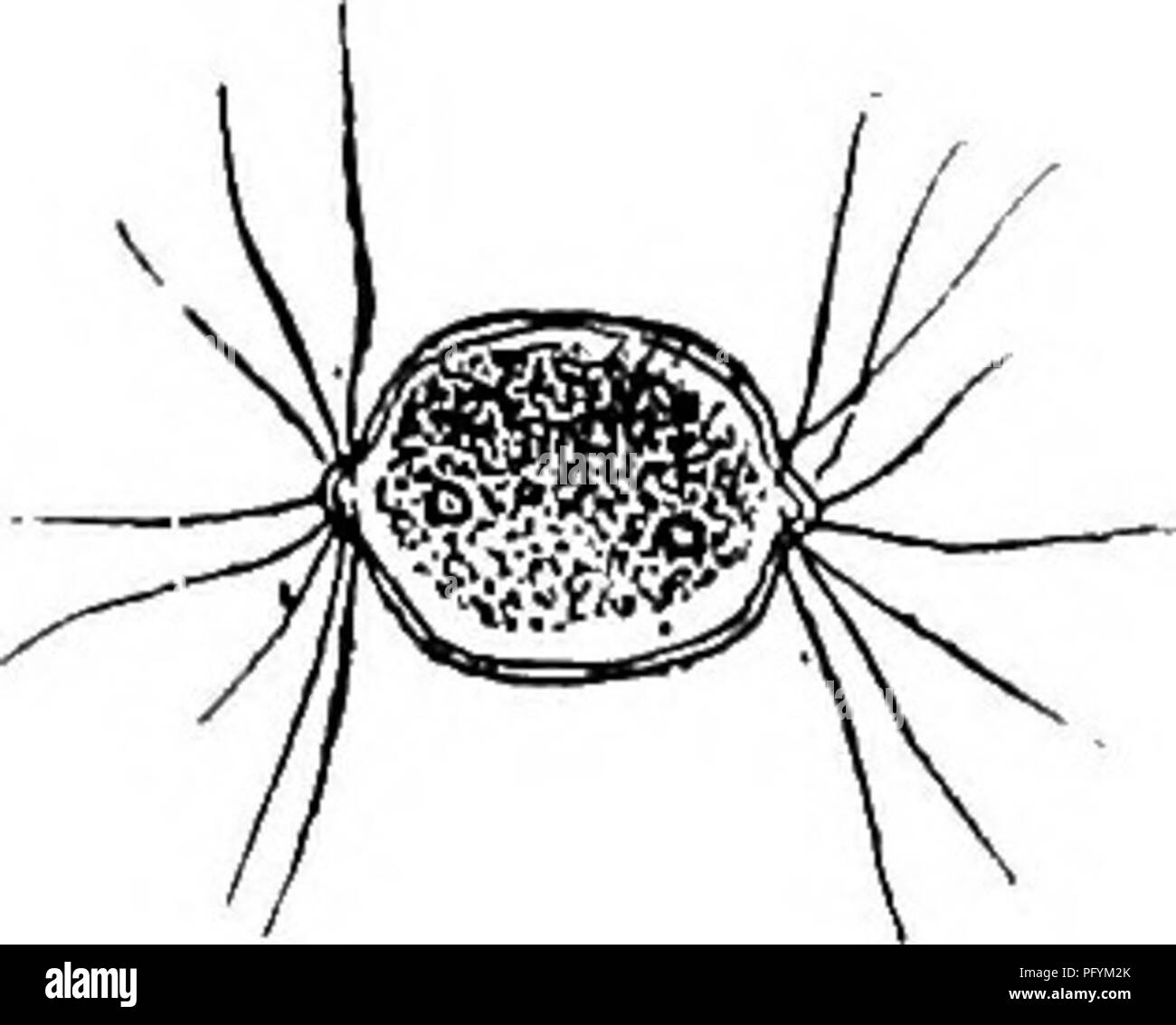 . Süßwasser-Biologie. Süßwasser-Biologie. Die Süßwasser-Algen 155. 149 (148, 150) Borsten in unterschiedlicher Zahl, ohne basal Schwellung. Zellen einzelne Chodatella Lemmermann. Zellen Einzelgänger, Ellipsoide; Stacheln gleichmäßig auf der Oberfläche oder in Kreisen über den Enden verteilt. Chromatophore parietal, mit oder ohne pyrenoids. Chodatdla wird gelegentlich im Plankton der größeren Seen gefunden. Abb. 184. Chodatella citriformis Schnee. X Soo. (Im Original.) 150 (148, 149) Borsten zahlreiche, auf der Außenseite der Kolonie nur. Zellen in der Regel in einem kleinen Cluster vereint durch eine gallertartige Substanz. Franceia Le Stockfoto
