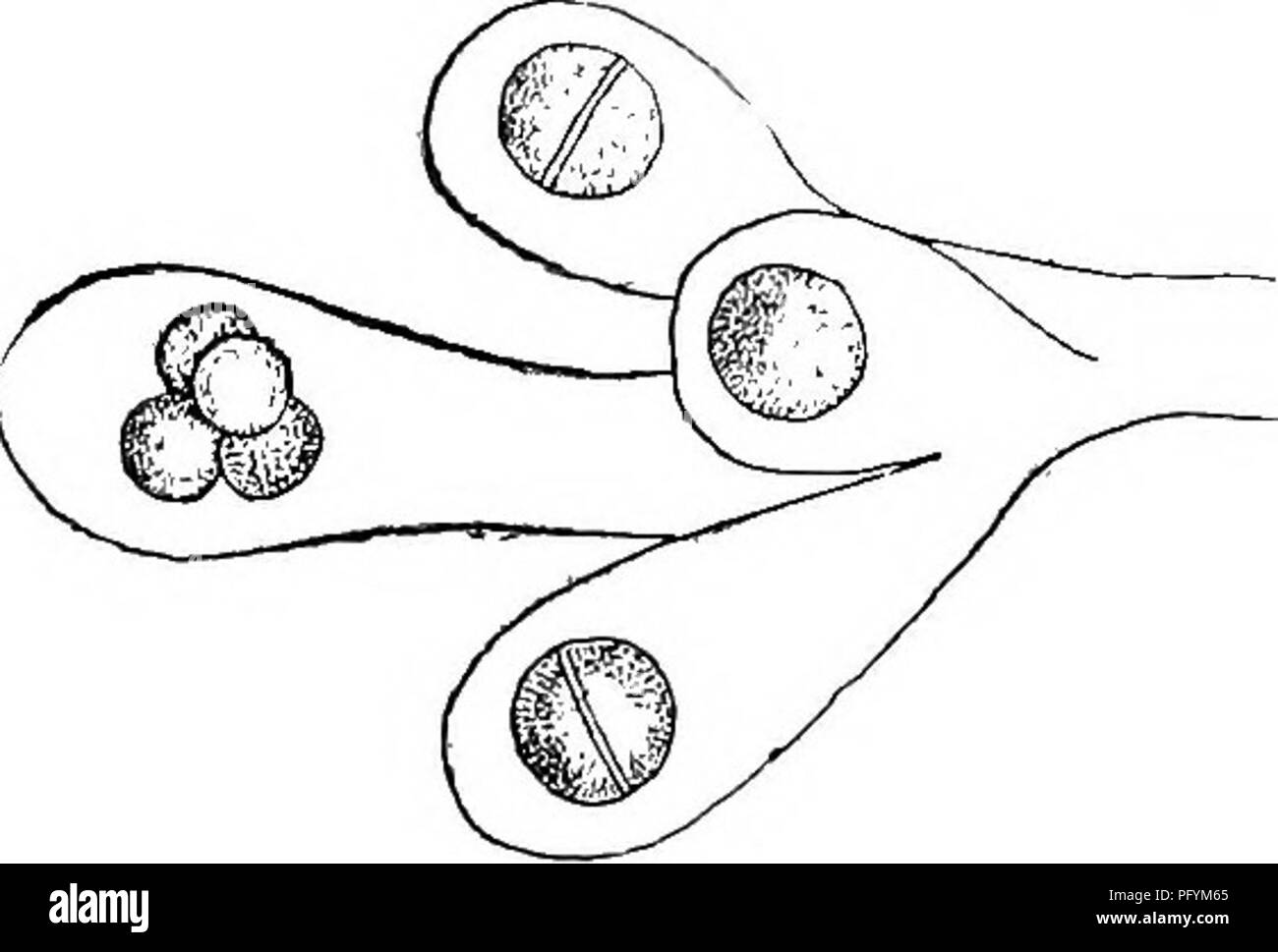 Dieser Abschnitt befasst sich mit der Biologie von Süßwasserorganismen wie Hormotila Borzi und Palmodactylon Nageli. Es geht um ihre Zellstruktur und -Fortpflanzung, einschließlich der Entwicklung von Zoosporen und der Zellteilung in gelatinösen Kolonien. Stockfoto