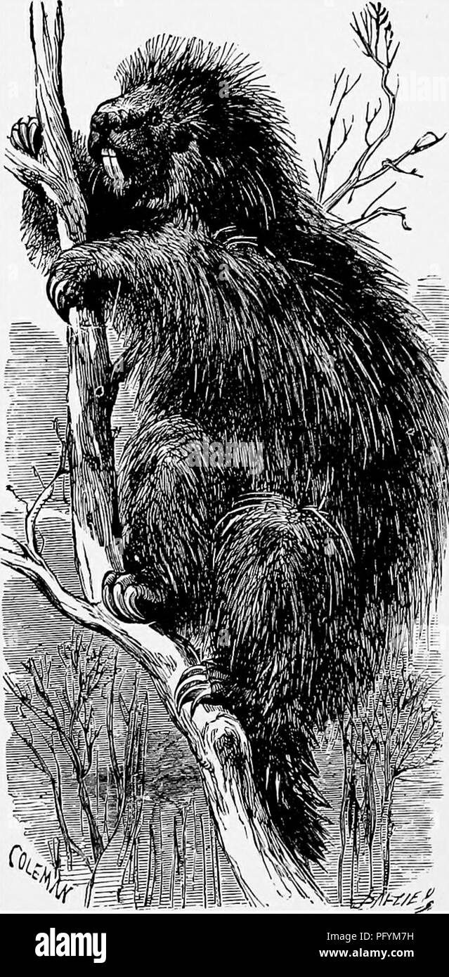 . Die populäre Naturgeschichte. Zoologie. Die KANADISCHE STACHELSCHWEIN. ^^ Eine öffnung, die auf den ersten Blick erscheinen würde kaum groß genug sein, um den Übergang von einem Tier nur die Hälfte seiner Größe zu ermöglichen. Die Gesamtlänge der gemeinsamen Stachelschwein ist ungefähr drei Fuß sechs Zoll, der Schwanz ist ca. 15 cm lang. Sein Gangwerk ist plantigrade, langsam und schwerfällig, und es geht, seinen langen Stacheln schütteln und in ein sehr neugieriger Rattern. Seine Schnauze ist dick und schwer, und ihre Augen klein und Schwein. Der urson, Cawquaw, oder kanadische Stachelschwein, ist ein Eingeborener von Nordamerika, wo es die meisten destruktiv für die Stockfoto