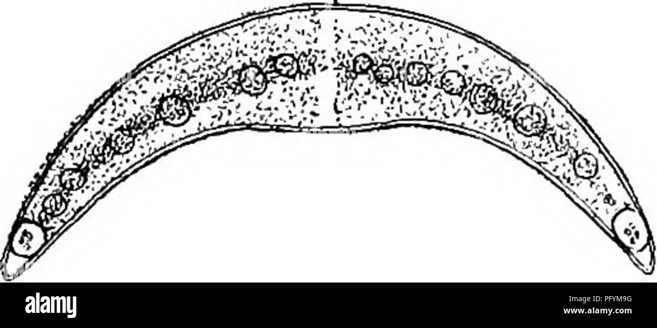 . Süßwasser-Biologie. Süßwasser-Biologie. 3 i (2 p) eine ovale Öffnung in der Mitte zwischen der transversalen Septen. Aptogonum Ralfs. ^ B Filamente oft verdreht, Zellen, etwas länger als breit, mit drei oder vier Projektionen an jedem Ende, die genau Andere auf der angrenzenden Zellen treffen, manchmal etwas eingeengt. Mehrere py-renoids in jeder Zelle, aus der die Platte Strahlen - wie Chromatophoren. Die Gattung Aptogonum wird von vielen unter Desmidium enthalten, aber der Platz in der Mitte zwischen zwei benachbarten Zellen, der Mangel an der schmalen zentrale Konstruktion, und die größere Länge der Zellen w Stockfoto