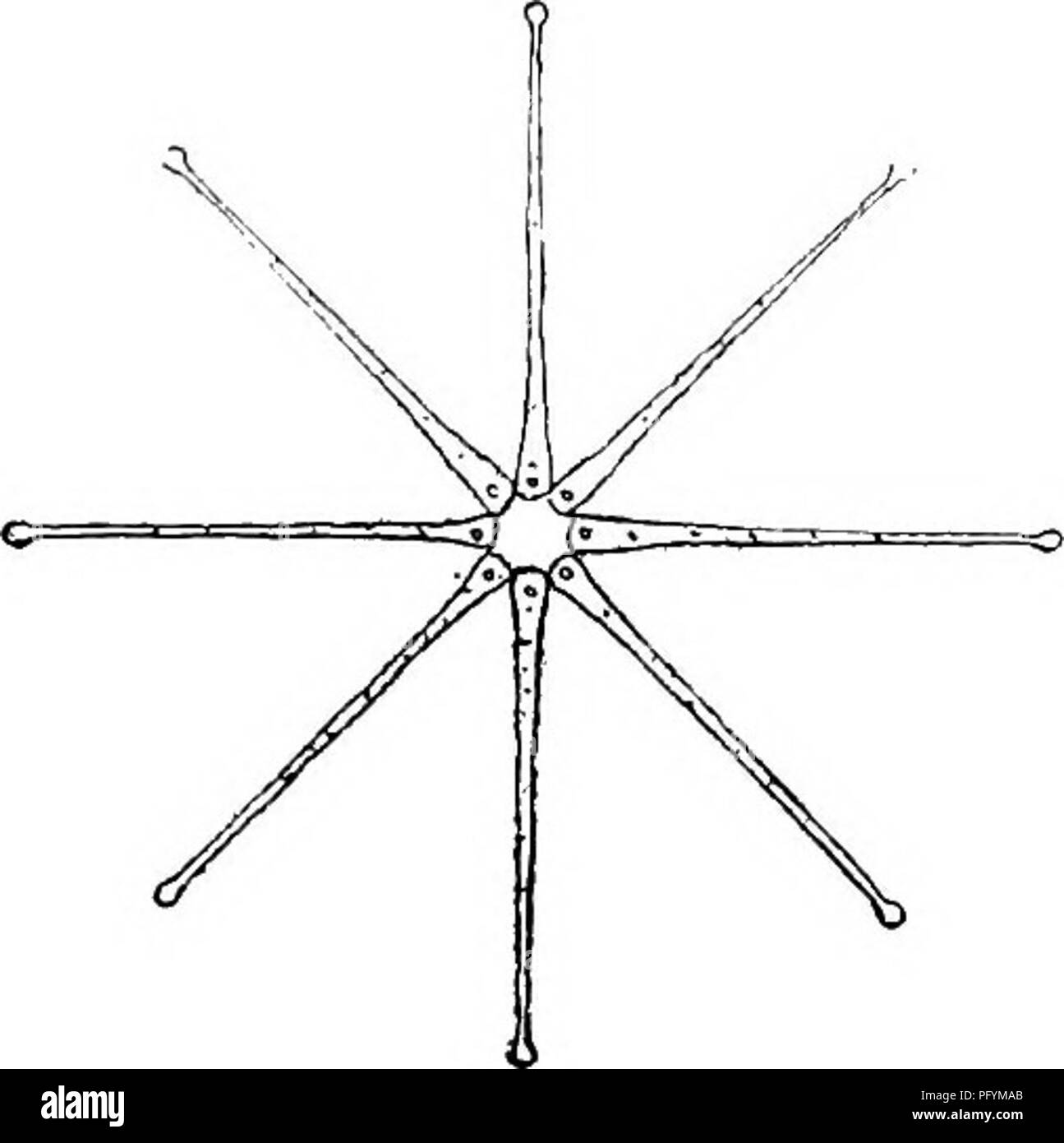 . Süßwasser-Biologie. Süßwasser-Biologie. Die Süßwasser-Algen" 58 (S6, S7) Zellen, angeordnet in der Form eines Sterns. 133 Asterionella Hassall.. Die radiale Anordnung der Zellen wird durch die Anwesenheit an den inneren Enden der Kleine schleimige Kissen, die die Zellen auf diese Weise vereinen. Die Zellen sind lineare, ungleich an den Enden vergrößert, capitate im Ventil ansehen und Abschneiden in den Gürtel. Die Ventile sind mit zarten Streifen markiert. AsterioneUa ist in Teichen, Seen und Stauseen. Es ist besonders häufig im Plankton, wahrscheinlich auf die radiale Anordnung Stockfoto