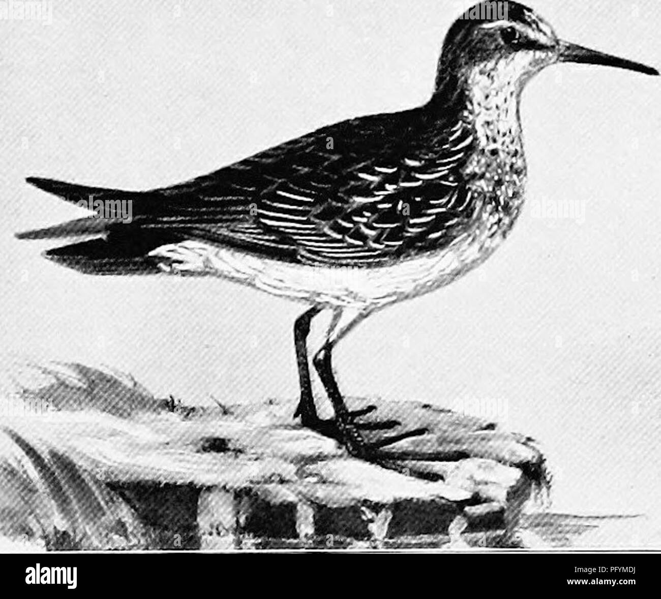 . Die Vögel von Australien. Vögel. Der Knoten 113 Die Curlew Stint. Ancylochilus suiarquatiis. Norden Sibirien nach Afrika, indische Halbinsel und Australien im Winter. In "Winter das Gefieder ist ashy Braun oben, leicht mit dunkleren Zentren zu den Federn meliert; Rumpf und der oberen Schwanz - deckfedern Weiß; Schwanzfedern ashy Braun, gesäumt mit weissen, und eine Sub-terminal dusky Bar; unter der Oberfläche weiß, mit feinen Linien der dusky Brown auf den Seiten von Gesicht, Hals, der unteren Hals,- Nacken. Gesamtlänge 7,4 cm, culmen I.. 3.5, 5.3, 1.9, tarsus 1.15, mittlere Zehe und Klaue 1. Rassen in Sibirien. Stockfoto