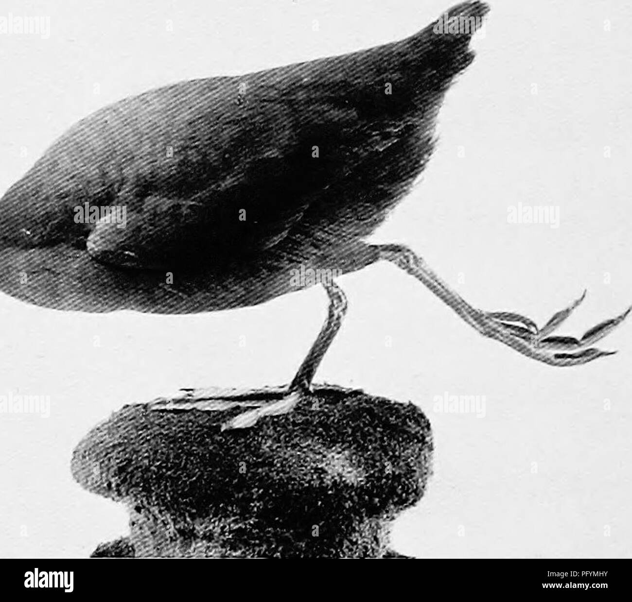 . Die Vögel von Australien. Vögel. 42 DIE VÖGEL VON AUSTRALIEN Nest in den Sümpfen gebaut, in oder in der Nähe von Wasser, die in der Regel aus Binsen, Aquatic weeds, &Amp; c. Kupplung der Eier von sechs auf neun, von einem Stein Farbe und dick mit kleinen violett-braunen Abzeichen Sommersprossen. Die Eier messen über 1,96 x 1,29 Zoll. : Blässhuhn Fulica australis. Das Australian Museum. Um Podicipedidipormes. Am Gaumen schizognathous. Flügelfedern in- wie in Antenne Vögel entwickelt. Nestlinge frühreif. Familie Podicipedidce. Hallux über dem Niveau der anderen Zehen. Zehen mit breiten Seitenlappen United an der Basis. Schwanz rudimentär. Kein Recht, Caro Stockfoto