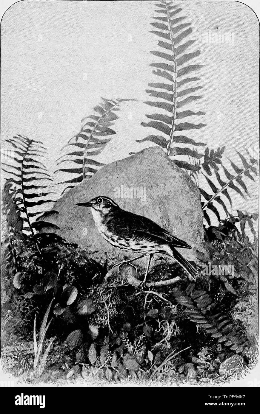 Dieses Handbuch bietet umfassende Beschreibungen der Vögel aus dem Osten Nordamerikas und detailliert das Gefieder, die Nester, die Eier und die Zugmuster der Arten. Sie liefert wertvolle Schlüssel für die Identifizierung und Verteilung von Vögeln in der Region. Stockfoto