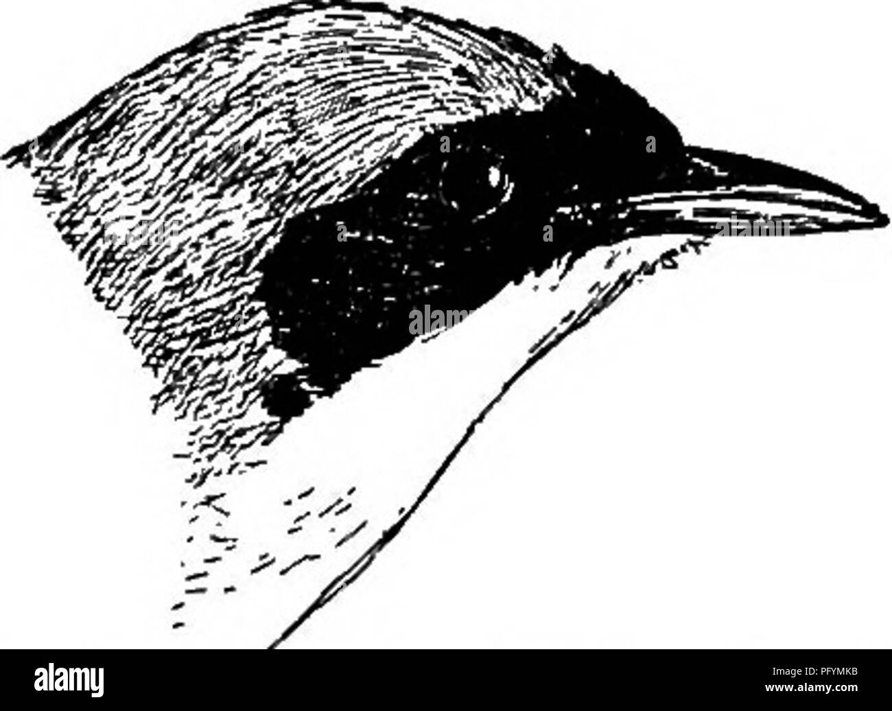 . Handbuch der Vögel des östlichen Nordamerika: mit Tasten, um die Arten und Beschreibungen ihrer Gefieder, Nester und Eier, deren Verteilung und Migration... Vögel. Abb. lOa.-Schwarz-Umfrage Warbler. Fio. 100.- Maryland Gelb-Hals.. Bitte beachten Sie, dass diese Bilder sind von der gescannten Seite Bilder, die digital für die Lesbarkeit verbessert haben mögen - Färbung und Aussehen dieser Abbildungen können nicht perfekt dem Original ähneln. extrahiert. Chapman, Frank M. (Frank Michler), 1864-1945. New York: D. Appleton Stockfoto