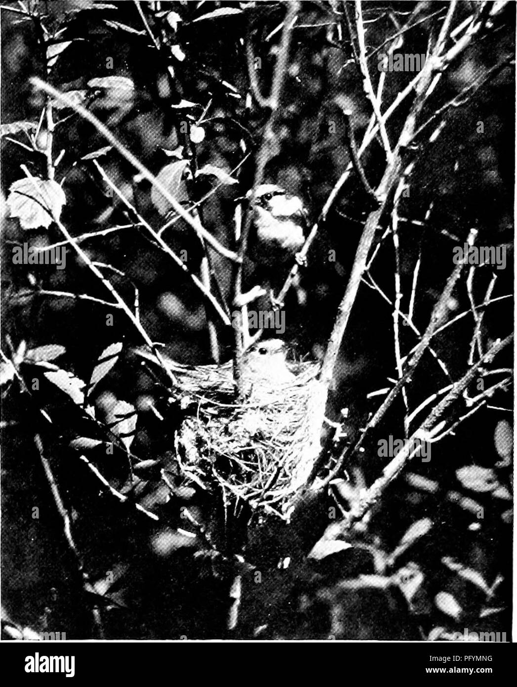 . Das Leben der wilden Vögel; eine neue Methode der Studie und Fotografie von Vögeln. Vögel; Fotografie von Vögeln. Die gebändigte wilde Vögel ohne Käfig. 133 Nach einer langen Suche mit ein paar kleinen Heuschrecken zurück. Wenn einer von diesen war der Vogel würde Auge die squirming Insekt angeboten und versuchen, es zu ergreifen, wenn innerhalb der Reichweite statt. Sparen zu wollen, hielt ich an das Insekt und zogen fast der Vogel aus dem Nest. Nach der Hütte konnte ich bis zu diesem Vogel und strich ihr mit der Hand zurück, ohne sie im Geringsten zu stören. Einrichten der Kamera außerhalb und Anhängen - Mit ing ein Rohr Stockfoto
