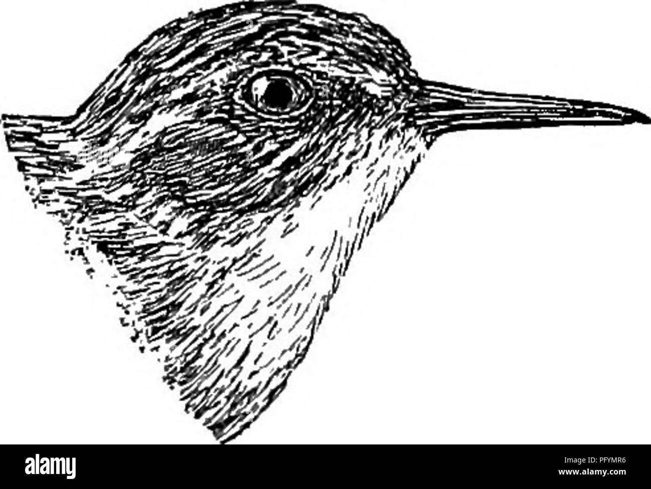 . Handbuch der Vögel des östlichen Nordamerika: mit Tasten, um die Arten und Beschreibungen ihrer Gefieder, Nester und Eier, deren Verteilung und Migration... Vögel. 160 SNIPES, Strandläufer, usw." In den Gewohnheiten, die Sie zu den White-Rumped (ähnlich sind, die Sie so sehr ähnlich), sind aber eher geneigt zu wandern, vom Rand des Wassers. Ich habe die Vögel auf High prairie Land gespült, mindestens eine Meile vom Wasser" (Goss).. Fie. 68.- mindestens Sandpiper. (Natürliche Größe.) S42. Tringa minutilla Vieill. Mindestens Uxeye Sakdpifeb; Wiese; Peep. Ad. im Sommer. - obere Teile schwarz oder Fuscous, scharfkantig und t Stockfoto