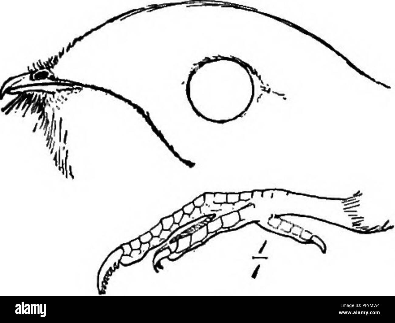 . Handbuch der Vögel des östlichen Nordamerika: mit Tasten, um die Arten und Beschreibungen ihrer Gefieder, Nester und Eier, deren Verteilung und Migration... Vögel. Abb. 37. Um die XV. Fici.- Woodpeokehs. Zehen, zwei vorn und zwei hinten, oder Zehen drei, zwei vor und einer hinter; Rechnung stark; Schwanzfedern steif und spitz; Nase mehr oder weniger durch Borsten verborgen. . Familie: Piddis Woodpeckees (Abb. 3T), S. 227. /^ Fio. sa. FiQ. 40. Um XVli Macrochires * - Goatsuckers, Mauersegler, und Kolibris. Füße sehr klein und schwach; Bill kurz und klein und Mund groß, oder Bill lange und Pe Stockfoto