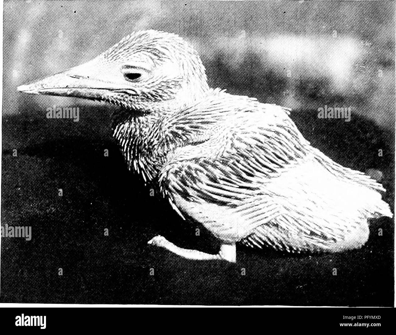 . Das Leben der wilden Vögel; eine neue Methode der Studie und Fotografie von Vögeln. Vögel; Fotografie von Vögeln. Der König - Fischer und ihren König Zeile. 91. Abb. 83. King Fisher neun Tage alt, Anzeigen feather Rohre und Traktate - außer bei einer Gelegenheit wlien sah ich den Vogel in der Nähe der Eingang, und slioot, Kopf zuerst. Die längste Besuch aufgezeichnet Dreieinhalb Minuten dauerte. Wenn ein) (. Ungster wurde in der Nähe der Mündung des Tunnels begegnet er zurück gefahren wurde in den Plenarsaal, wo das Essen verteilt wurde. Nur einmal habe ich einen alten bird Pause^ â fc j. Am Eingang für einen flüchtigen Blick nach hinten, Stockfoto