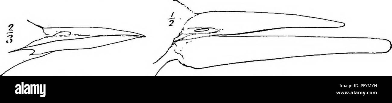 Dieses umfassende Handbuch behandelt die Vögel im Osten Nordamerikas und enthält Schlüssel zur Artenidentifikation sowie Beschreibungen ihres Gefieders, ihrer Nester und ihrer Wanderungsmuster. Sie dient als Leitfaden für Vogelbeobachter und Ornithologen. Stockfoto