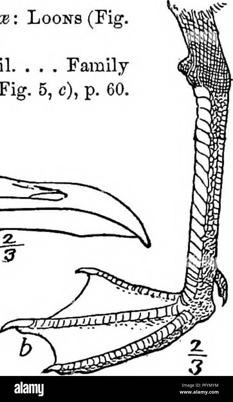 . Handbuch der Vögel des östlichen Nordamerika: mit Tasten, um die Arten und Beschreibungen ihrer Gefieder, Nester und Eier, deren Verteilung und Migration... Vögel. Um II. Ijongipennes. - Jaeoeks, Möwen und Seeschwalben. Vögel mit scharf Spitz und häufig angespannt oder hawklike Rechnungen; Zehen (ex-Cept in einer Gattung - sissa), die vorderen webbed; Flügel lang und spitz. 41. Abb. 6.. Bitte beachten Sie, dass diese Bilder aus gescannten Seite Bilder, die digital für die Lesbarkeit verbessert haben mögen - Färbung und Aussehen dieser Abbildungen können nicht perfekt die Herkunft ähneln extrahiert werden Stockfoto