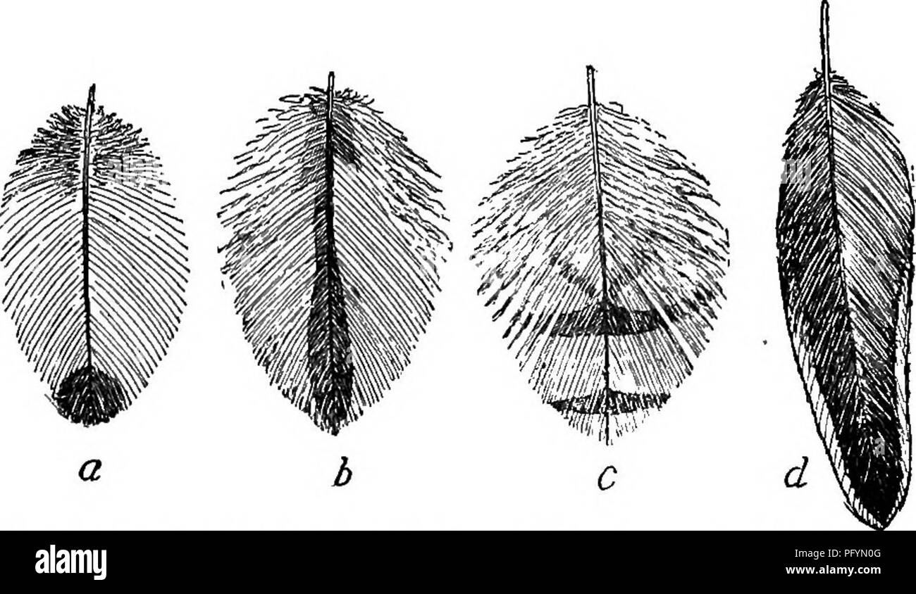 . Handbuch der Vögel des östlichen Nordamerika: mit Tasten, um die Arten und Beschreibungen ihrer Gefieder, Nester und Eier, deren Verteilung und Migration... Vögel. 34: ANWENDUNG VON OP DIE TASTEN. Jeder Schritt testen Sie ihre Entscheidung durch das Lesen der kurzen Diagnosen von Bestellungen und Familien. Auf diese Weise können Sie leicht Ihr Vogel in seiner richtigen Familie Platz. Die Schlüssel zu Arten. - Wenn ein Vogel trug immer die gleiche Gefieder wäre es eine vergleichsweise einfache Sache, es in einem bestimmten Abschnitt zu platzieren. Fio. 3.- Gesichtet (a), gestreift (6), Gesperrt (c) und (d) zu besichernden Federn. einer Taste und halten Sie ihn dort. Aber, leider, nicht o Stockfoto