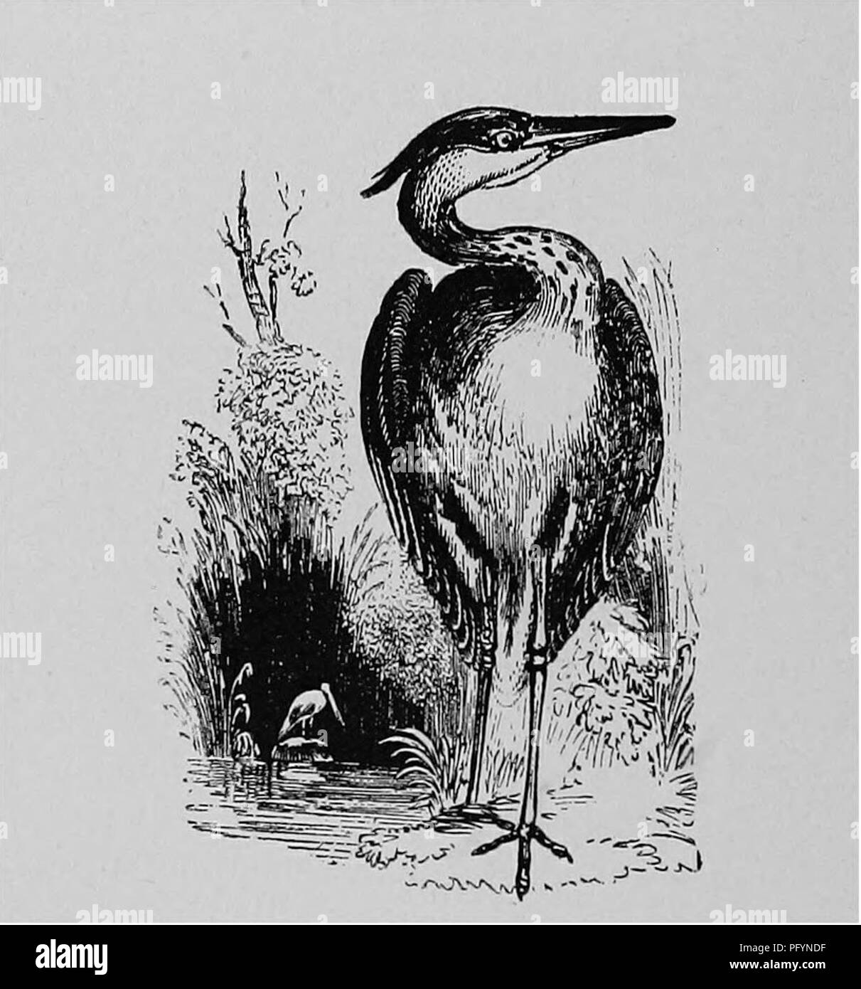 . Ein Jahr mit den Vögeln; oder, die Vögel und die Jahreszeiten von New England. Vögel, Vögel. 235 VÖGEL DES MOOR. Boden und konnten nicht bestiegen werden. Die Nester, die in den Gipfeln der Bäume gesetzt, waren fast flach, aus Zweigen gebaut und zusammen sehr lose. Es wurde am 25. Juni, und die Jungen waren etwa zwei Drittel gestiegen. Er sagt, die alten Vögel über ihre Köpfe äußern ihre heiser, Husky flog, und Gutturalen weint. Er jedoch festgestellt, dass Sie sich vorsichtig aus Schuss zu halten. Die Eier, sagt er, sind von einem bläulich-grüne Farbe, aber eine Brut ist in der Jahreszeit aufgezogen. Die Vögel sind sehr s Stockfoto