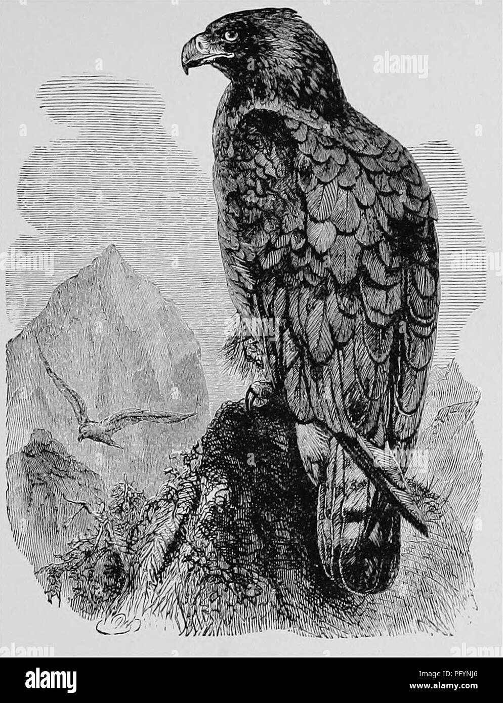 . Ein beliebtes Handbuch der Ornithologie der Vereinigten Staaten und Kanada, auf nuttall's Manual. Vögel, Vögel. GOLDEN EAGLE. Aquila Chrysaetos. Char. Dunkelbraun, Kopf und Hals tawny Braun; Beine gefiederten an den Zehen; bei den Jungen, Schwanz weißlich, mit breiten Terminal band o £ Schwarz. Nest. Auf einem Baum, manchmal auf einer hohen Klippe; Lose von trockenen Sticks gebaut, mit Zweigen, Gras, Moos, Blätter, Federn und Daunen. Eier. 2-3 (in der Regel 2); blasse, weiße oder blasse Buff, getupft und mehr oder weniger stark gestromt mit rötlich braun und Lavendel; 3,00 X 2,30. Diese alte Monarch der Vögel ist in allen gefunden Stockfoto