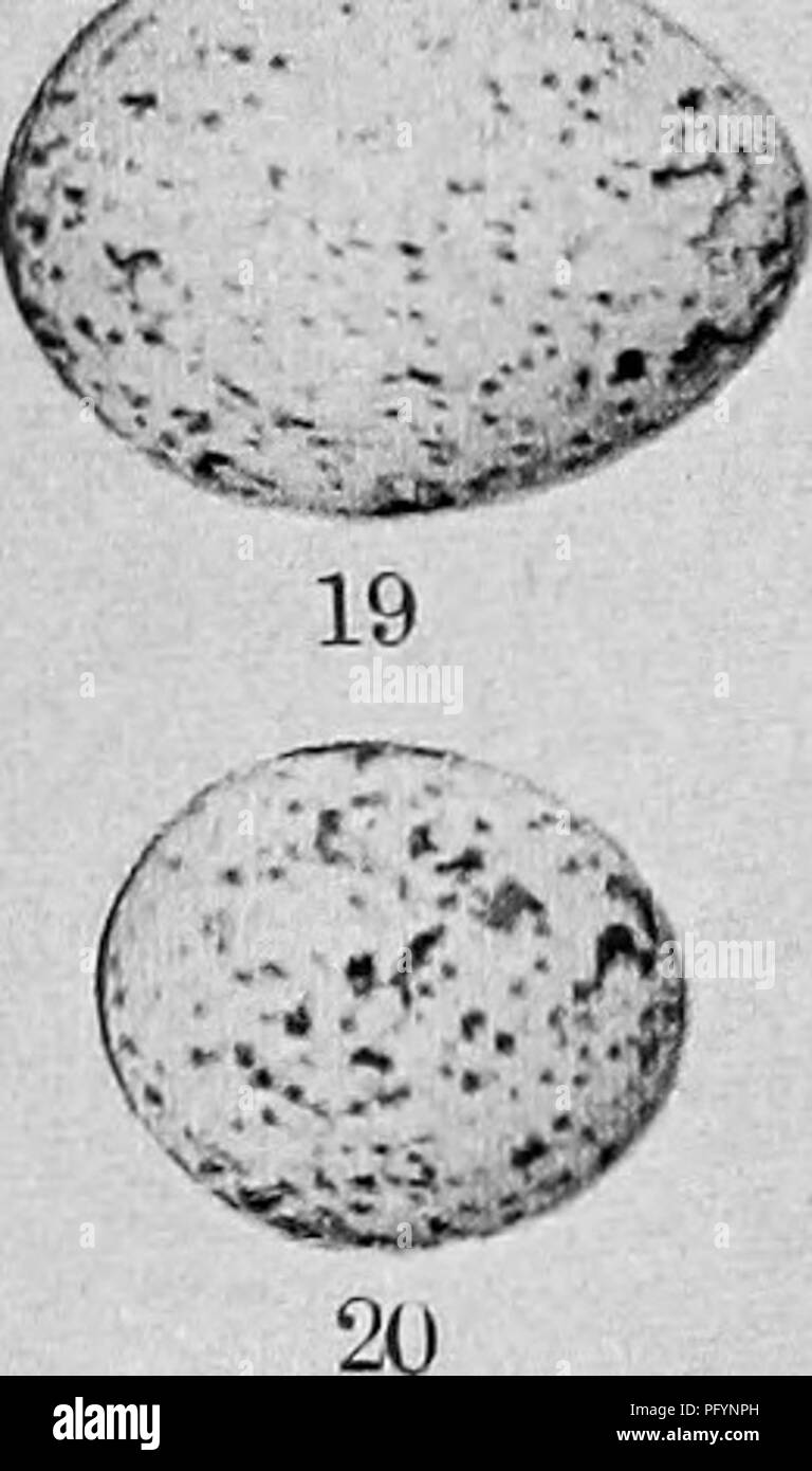 . Vogel Häuser: Die Nester, Eier und Zucht Gewohnheiten des Landes Vogelarten, die sich im Osten der Vereinigten Staaten, mit Hinweisen auf die Aufzucht und Fotografieren der jungen Vögel. Vögel Vögel. r^. 21 PLATTE D. - Gemeinsame Eier. Ich Holz Pewee. 7 - Painted Bunting. 12. Rose-breasted Grosbeak. 17 - Kardinal. 2 Pine Warbler. 8. Chipping Sparrow. 13. Scarlet Tanager. ist. Mockingbird. 3 Lila Knistern. 0 - CATBIRD. 14. Schnäpperrohrsänger. 19. Kuh Vogel. 4 Kingbird.Lo. American Robin. 15. Kastanien-seitig Warbler. 20. Prothonotary Warbler 5 Unechte Shrike. Ii. Holz Soor. 16. Blue Jay. 21. Purpk' Finch. 6 Gelb-breaste Stockfoto
