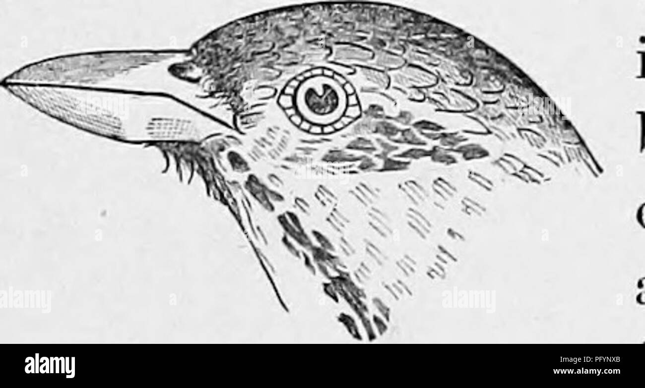 . Schlüssel für nordamerikanische Vögel; enthält eine kurze Beschreibung aller Arten von Wohn- und fossiler Vogel derzeit vom Kontinent nördlich der mexikanischen Grenze und der Vereinigten Staaten bekannt. Illustriert von 6 Stahlplatten und aufwärts von 250 Holzschnitte. Vögel. D. 136 FRmoiLLiD^, riNcriES usw.-gen. 66. Und fige, obwohl die Farben dunkler und schärfer sein, oder heller und diifiise, je nach Saison und Verschleiß der Federn. WiLS., iii, 55, Pi. 22, w. 1; NuTT., I, 489; Aud., iii, 68, Pi. 160; Bd. 1, 442. S. cdaudinus Bd. 1, 446; Koor., 181, ist indistinguishalde Savanne. Var. ANTiiiNus Bd. 1, 445; Stockfoto