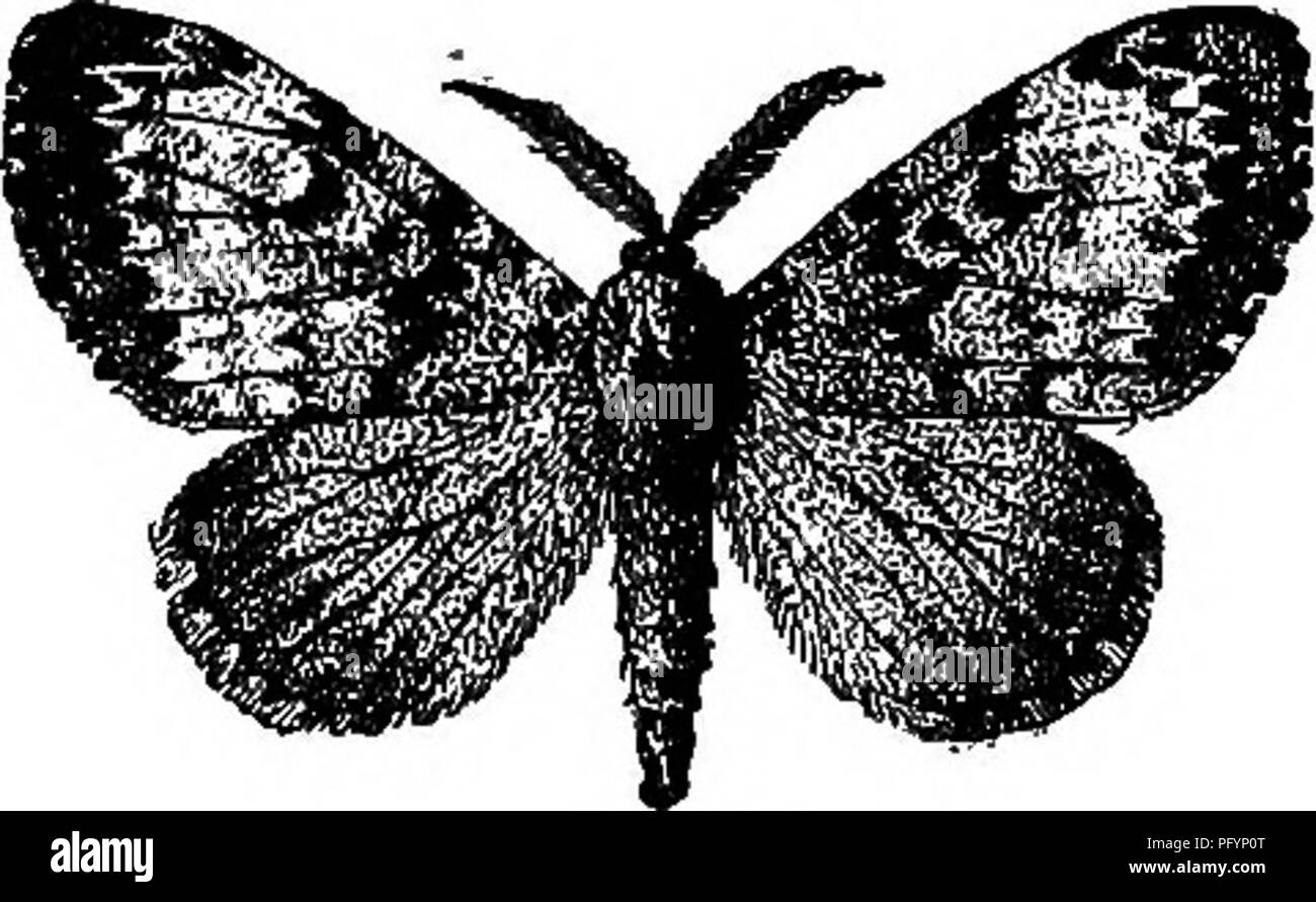 Common moles Fotos und Bildmaterial in hoher Auflösung Alamy