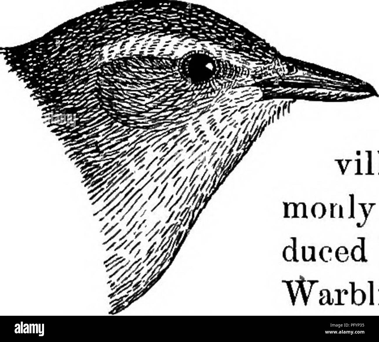 Dieser Reiseleiter erläutert die häufigsten und nützlichsten Vogelarten in Massachusetts und hebt ihre Ernährungsgewohnheiten hervor, darunter das Essen von Insekten wie Motten, Käfern und Fliegen. Es bietet auch Methoden, um diese Vögel in der lokalen Umwelt anzulocken und zu schützen. Stockfoto