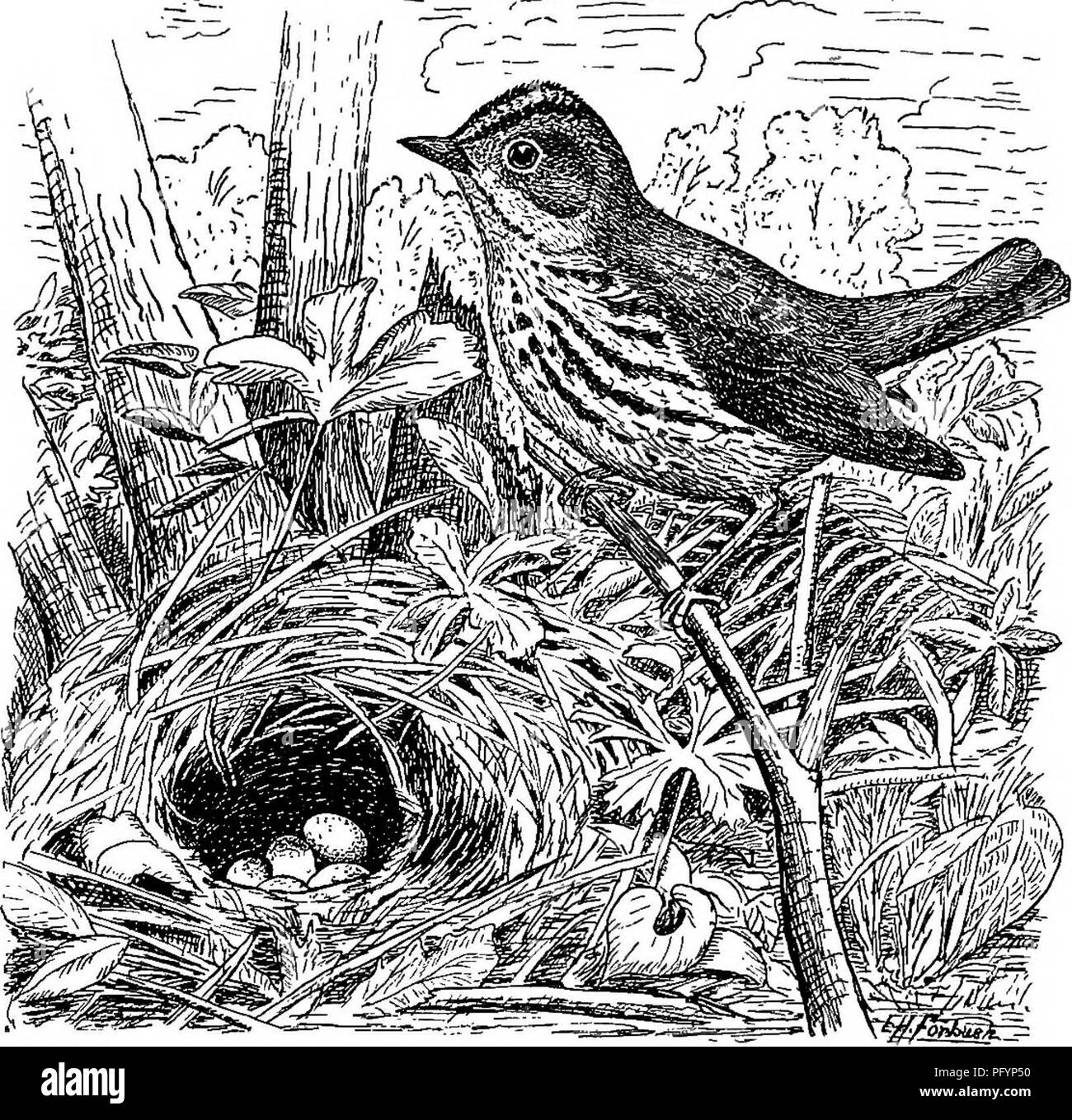 . Nützliche Vögel und deren Schutz. Enthält kurze Beschreibungen der häufigsten und nützliche Arten von Massachusetts, mit Berichten über ihre Ernährungsgewohnheiten, und ein Kapitel über die Mittel zur Gewinnung und Schutz der Vögel. Vögel, Vögel. SONa BIBDS der Obstgarten und Wald. 189 Fledermäuse flogen (für meine Tage waren in der Schule verbracht, und es war keine Zeit, aber Morgen und Abend, in dem wirklich zu leben), hörte ich ein Platzen der Melodie weit über die Baumkronen und sah die kleine Sängerin gegen das Leuchten in den westlichen Himmel, simulieren die Feldlerche, und gießen sein. Abb. 62. - Ofen - Vogel und Nest. m Stockfoto