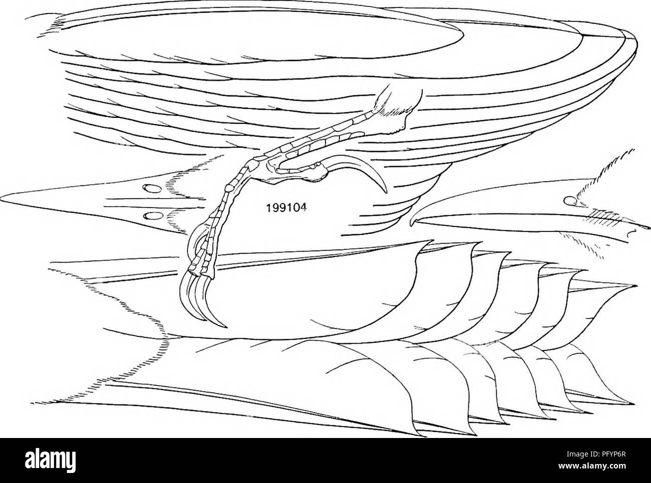 Dieses Bild ist Teil des umfassenden Katalogs des U.S. National Museum, der Vogelarten in Nordamerika, von der Arktis bis zur Karibik, dokumentiert. Es enthält Abbildungen verschiedener Vogelarten, die ihre physischen Eigenschaften und natürlichen Lebensräume hervorheben. Ziel der Arbeit ist es, detaillierte Beschreibungen von Vögeln, ihren Lebensräumen und ihrer Klassifizierung zu liefern und so zum Verständnis der Vogelvielfalt beizutragen. Stockfoto
