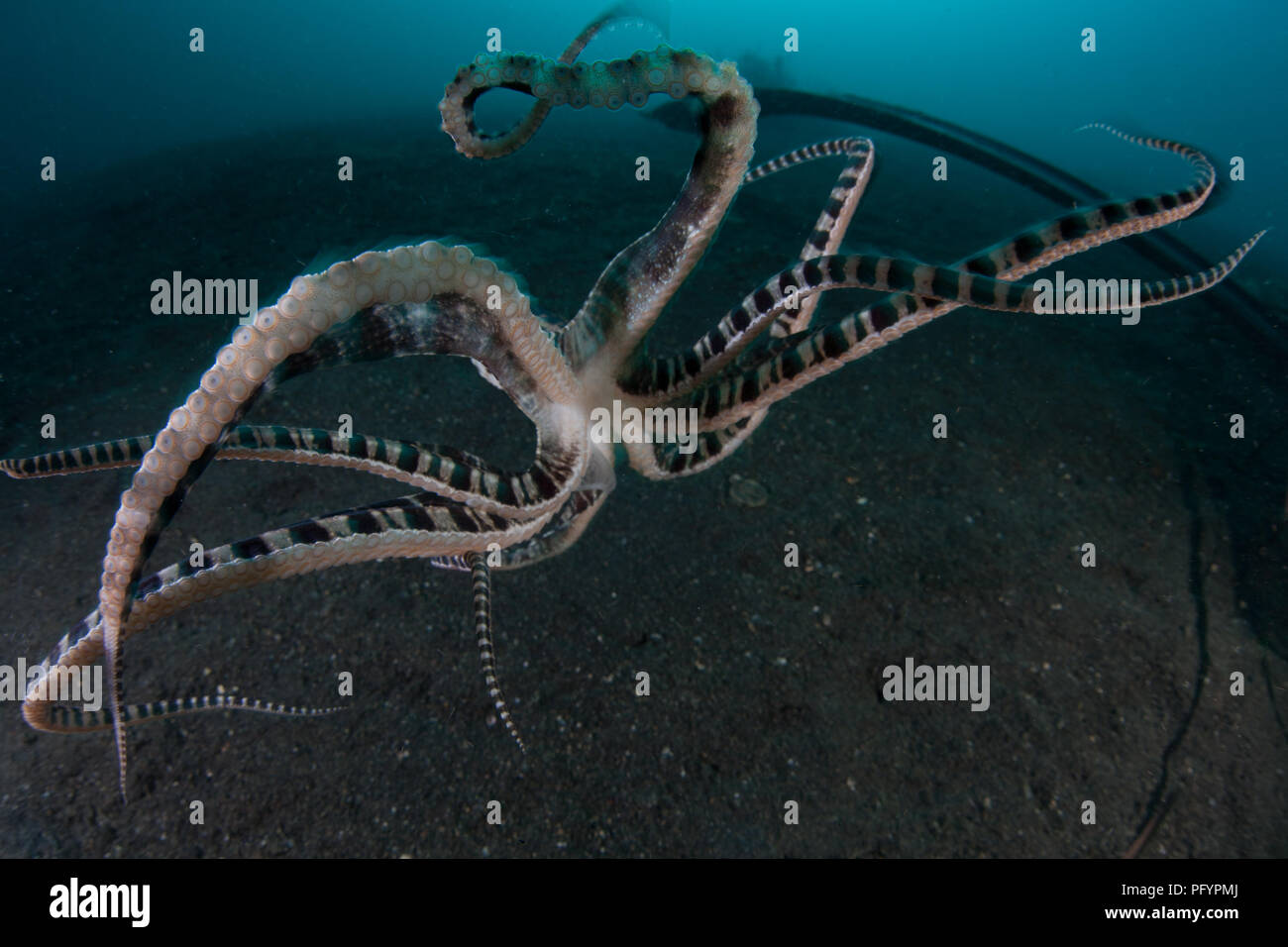 Eine seltene Mimic Octopus, Thaumoctopus mimicus, kriecht über den schwarzen Sand vom Meeresboden der Lembeh Strait, Indonesien. Stockfoto
