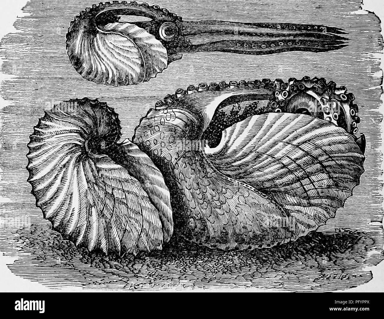 Argonaut argo Fotos und Bildmaterial in hoher Auflösung Alamy