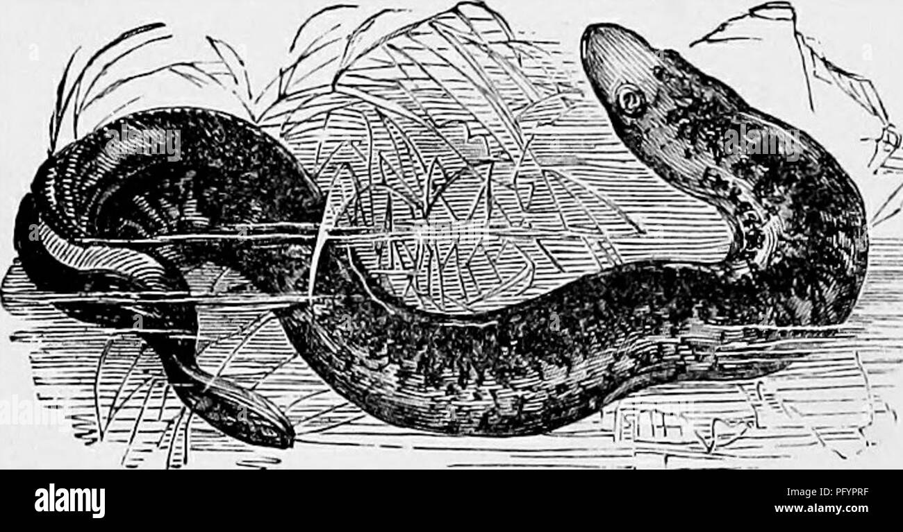 . Die populäre Naturgeschichte. Zoologie. SEA HORSE. {Hippocampus