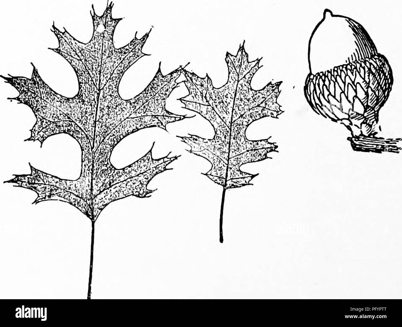 . Handbuch der Natur - Studie für Lehrer und Eltern, auf dem Cornell Natur - Studie Merkblätter. Die Natur studieren. Blätter und Eicheln von Bur oak. g. Für was ist das Eichenholz verwendet? Wie wird die Rinde verwendet? Zusätzliche Lesung - Bäume in Prosa und Poesie, S. 111-129. Blätter und Eicheln von scarlet Eiche.. Bitte beachten Sie, dass diese Bilder sind von der gescannten Seite Bilder, die digital für die Lesbarkeit verbessert haben mögen - Färbung und Aussehen dieser Abbildungen können nicht perfekt dem Original ähneln. extrahiert. Comstock, Anna Botsford, 1854-1930. Ithaca, N.Y., Comstock Verlag Stockfoto