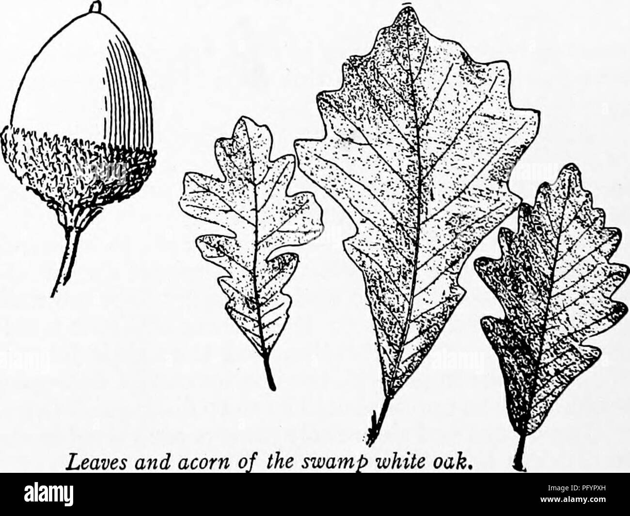 . Handbuch der Natur - Studie für Lehrer und Eltern, auf dem Cornell Natur - Studie Merkblätter. Die Natur studieren. ein Jahrhundert zu reifen. ist das durchschnittliche Alter der meisten Eichen, noch eine rote Eiche meiner acquain-tance ist über vierhundert Jahre alt und es gibt Eichen leben immer noch in England, die es gab, als William, der Con Creer kam. Die berühmten wadsworth Eiche in Geneseo. NEW YORK hatte ein CIRCUM-ference von 20. Blätter und Eicheln, der Sumpf aus weißer Eiche. Bitte beachten Sie, dass diese Bilder aus gescannten Seite Bilder, die digital für die Lesbarkeit verbessert haben mögen - Färbung und Aussehen o extrahiert werden Stockfoto