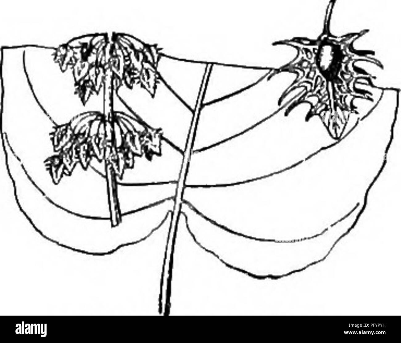 . Gray's neues Handbuch der Botanik. Ein Handbuch der Blütenpflanzen und Farne der Zentral- und Nordosten der USA und das benachbarte Kanada. Botanik. mm. lang, die Spitzen, die aber leicht über das auffällige weißliche eiförmig oder Lanze - ellipsoid große Körner; achenes 2-3 mm lang, Ij. Salicifolius Mann Ed 6, teilweise, nicht Wein-Mann.) - Salzwiesen, Strände und Felsen, Küste von N. S., N. B. und N. E. Abb. 696. 8. R. mexicjlnus Meisn. Aufrecht; Blätter linear-Lanze - olate zu schmal länglich, hellgrün oder Glaucous; Rispe sehr dicht, seine Zweige streng oder stark aufsteigend; Päd.-cels kürzer. Stockfoto