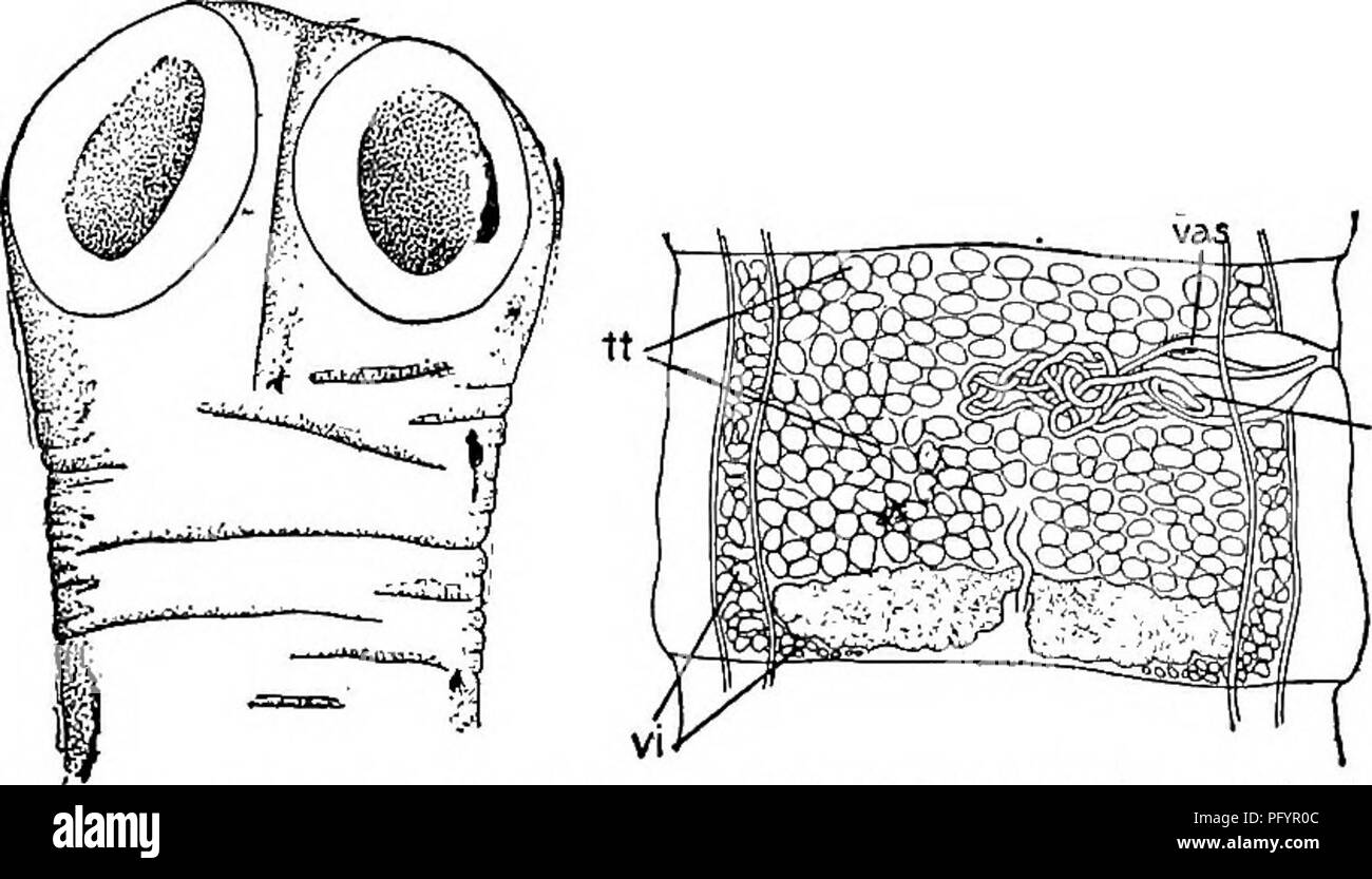 Proglottid Fotos und Bildmaterial in hoher Auflösung Alamy