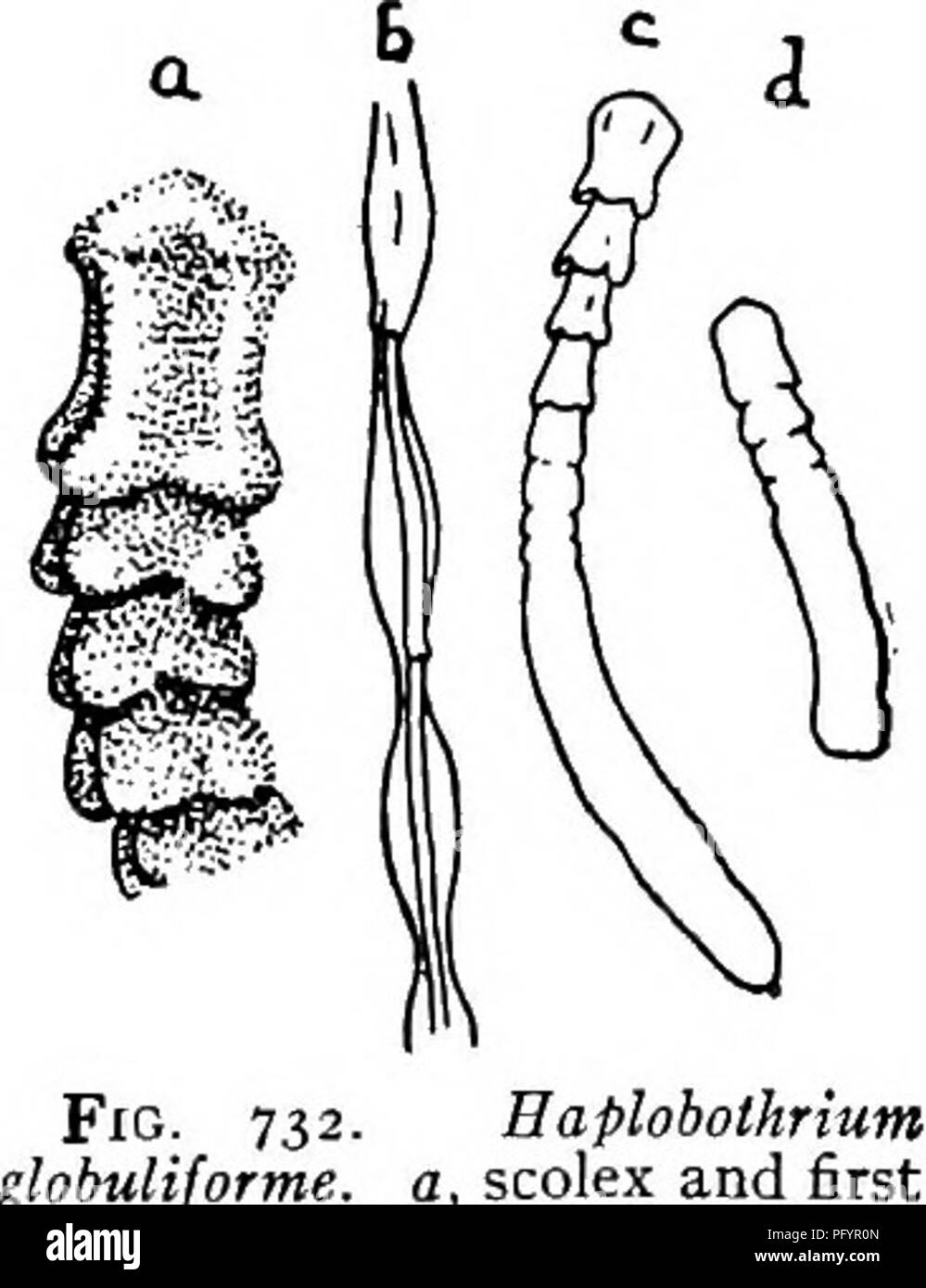 Proglottid Fotos und Bildmaterial in hoher Auflösung Alamy