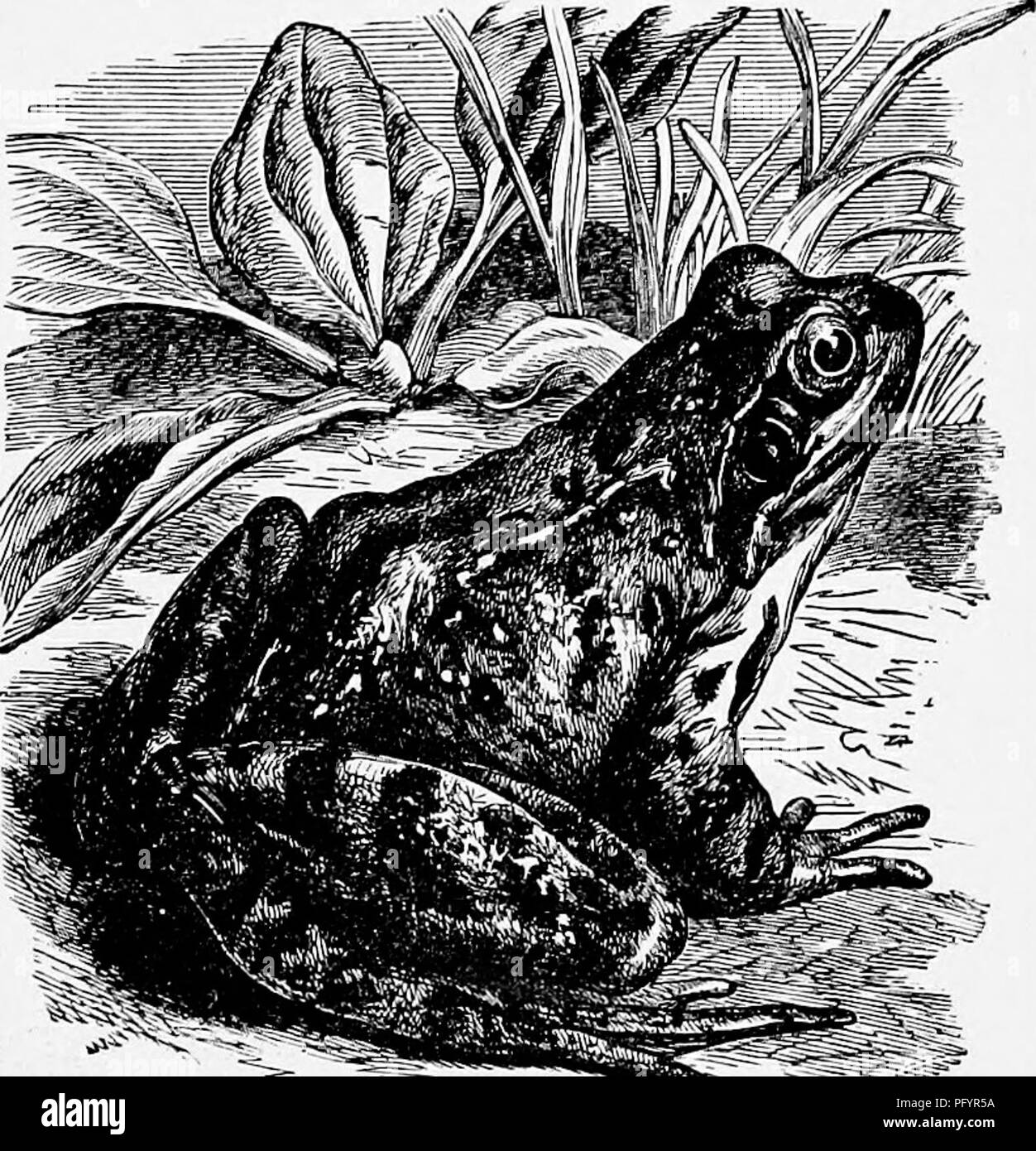 Diese Arbeit erforscht den gewöhnlichen Frosch und beschreibt seine Biologie, seine Futtergewohnheiten und seine ökologische Bedeutung. Er unterstreicht die Rolle des Frosches bei der Schädlingsbekämpfung, insbesondere in Gärten, und die verschiedenen Phasen seines Lebenszyklus, von der Kaulquappe bis zum Erwachsenen. Stockfoto