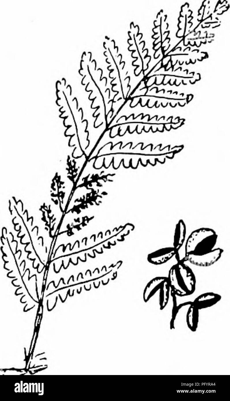 . Handbuch der Natur - Studie für Lehrer und Eltern, auf dem Cornell Natur - Studie Merkblätter. Die Natur studieren. Flowerless-Plant Studie 697 unterbrochen Farn hat, ungefähr in der Mitte ihrer Wedel, drei Außenohren auf jeder Seite, für spore-Lager angebracht, die pinnules in kugelförmigen Cups mit spore-Fällen ausgefüllt werden geändert. Zwar nicht unbedingt notwendig, es ist höchst de-sirable, daß jedes Mitglied der Klasse im Obst - dot von einigen fern durch eine drei Viertel Ziel eines zusammengesetzten Mikroskop, und dann die Spore-Fällen und die Sporen durch einen sechsten Ziel untersuchen. Es muss Rem. Stockfoto